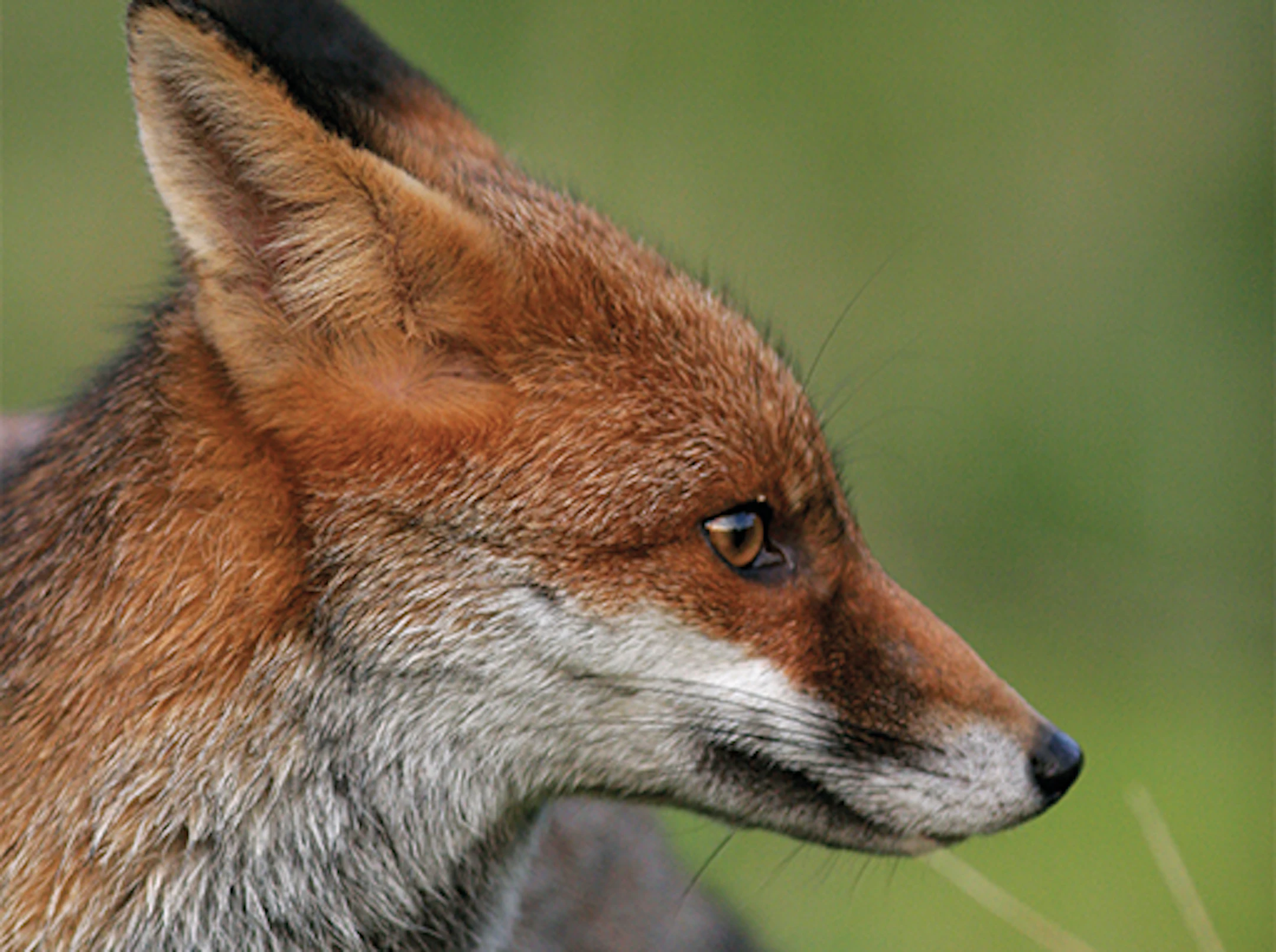 European fox
