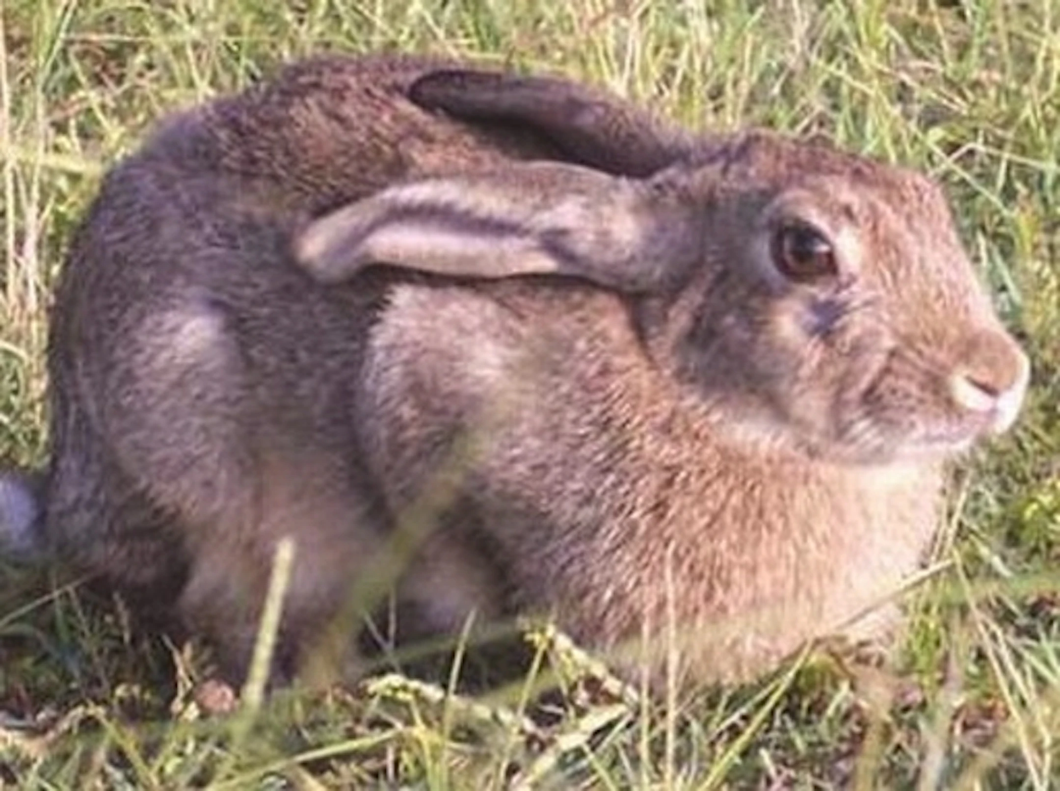 Rabbit ears back