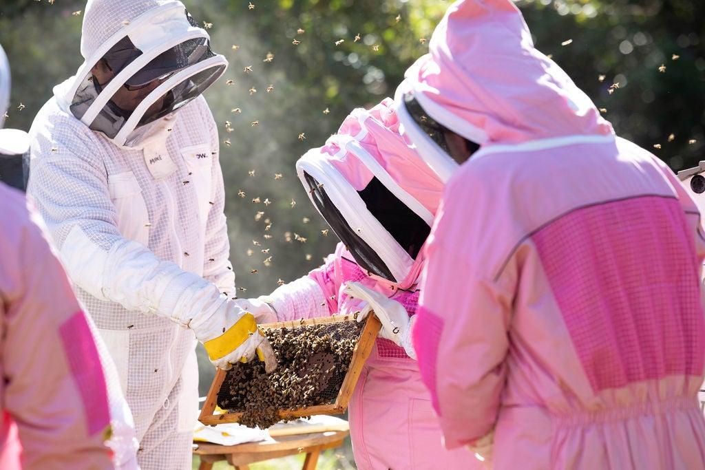 People wearing pink and white bee keeping suits - a bee keeper is attending to a hive of beers on a tray
