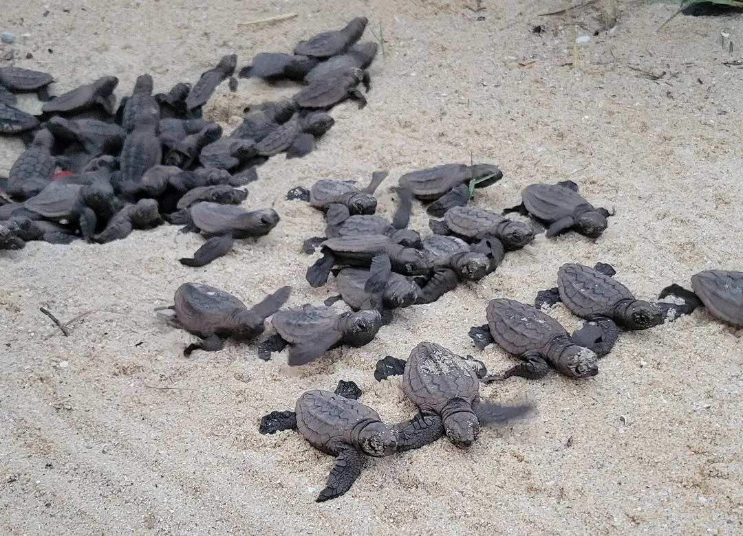 Sunshine Coast Loggerhead Turtle Hatchlings Emerge in 2025 | Sunshine ...