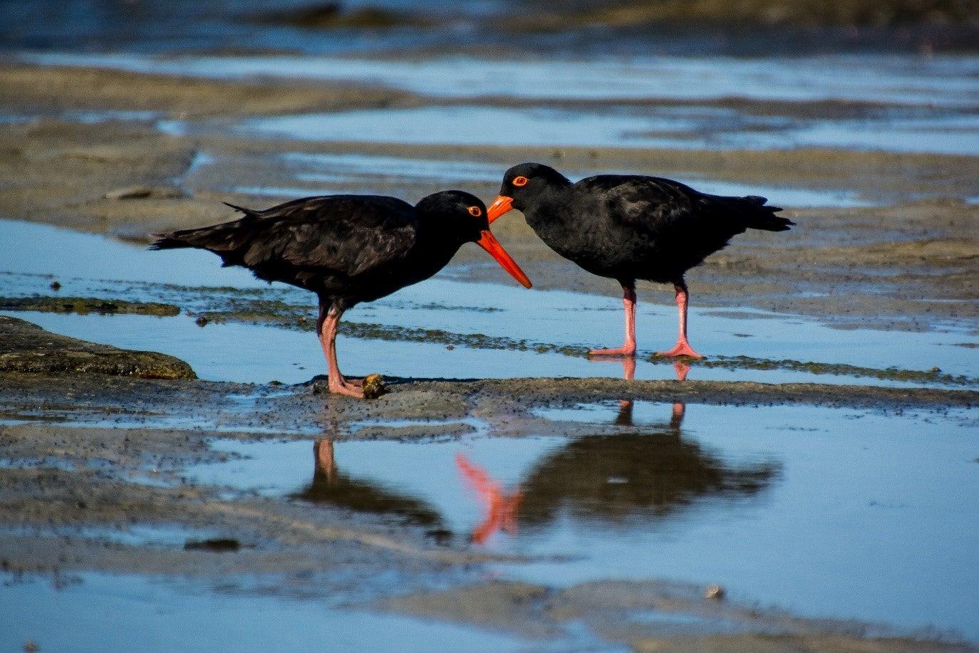 Sooty oystercatcher ©Simone Bosshard