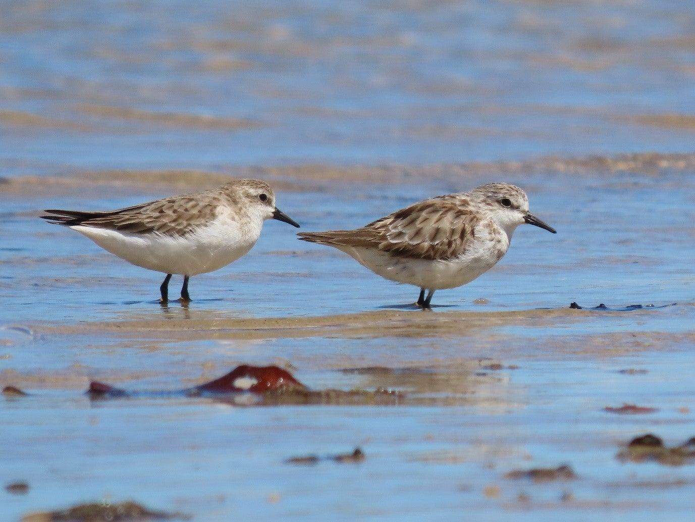 Red-necked stint ©Simone Bosshard