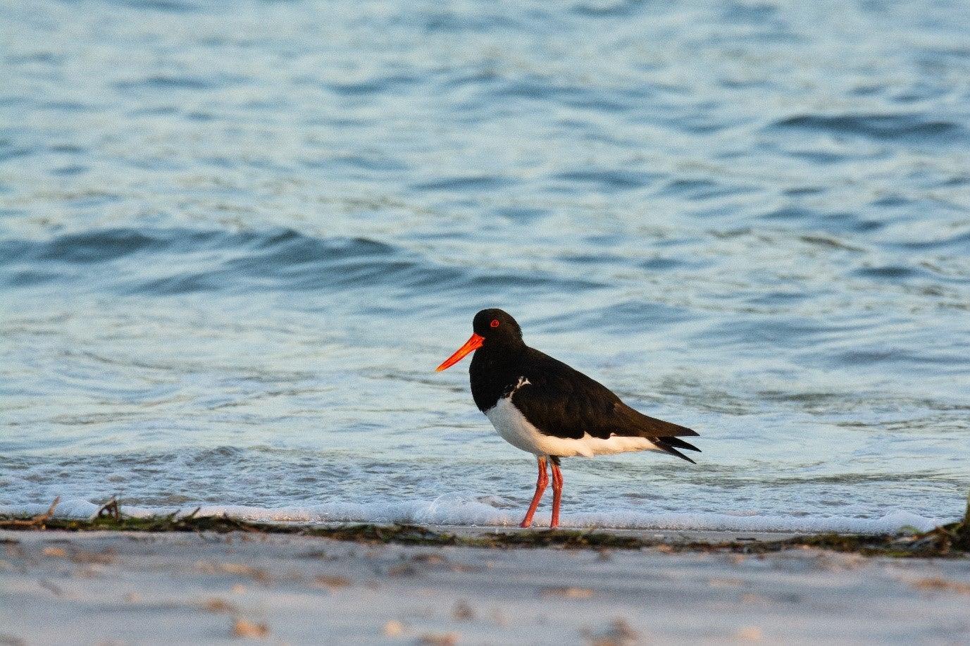 Australian pied oystercatcher ©Simone Bosshard