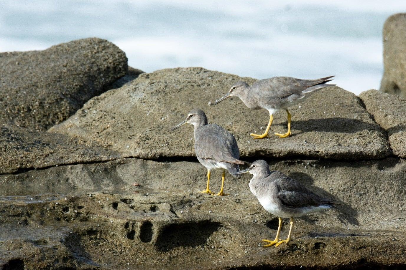 Wandering tattler ©Simone Bosshard