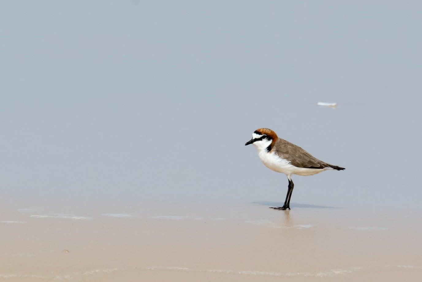 Red-capped plover ©Simone Bosshard