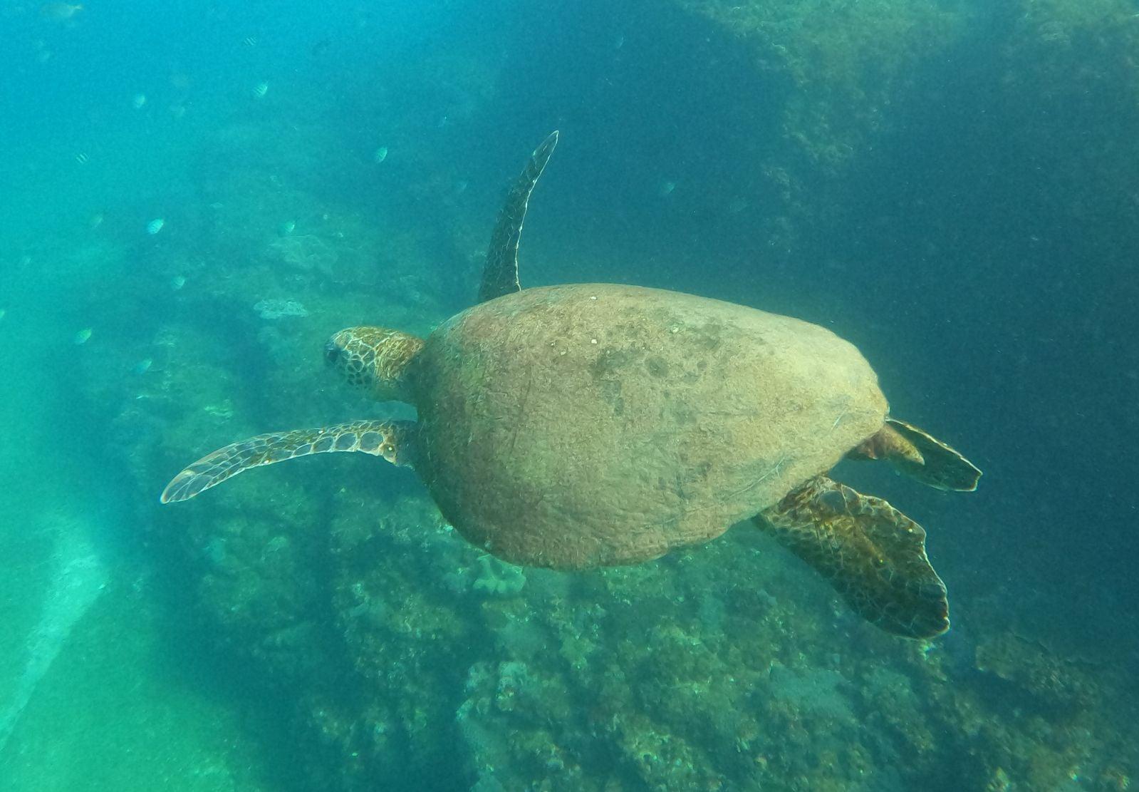Green turtle