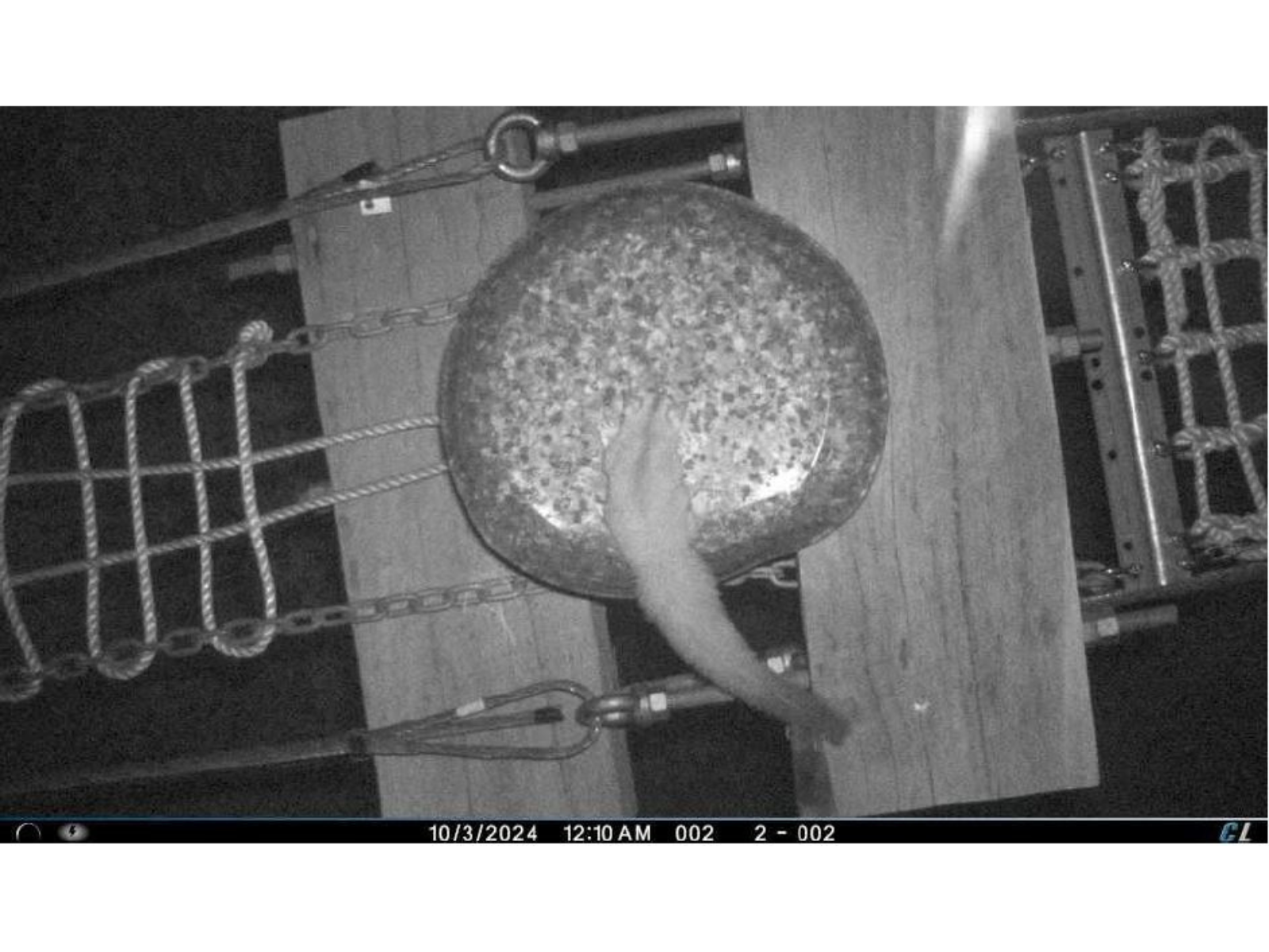 A black and white photo taken at night of a squirrel glider using the wildlife bridge at Cresswell Road. 2025.