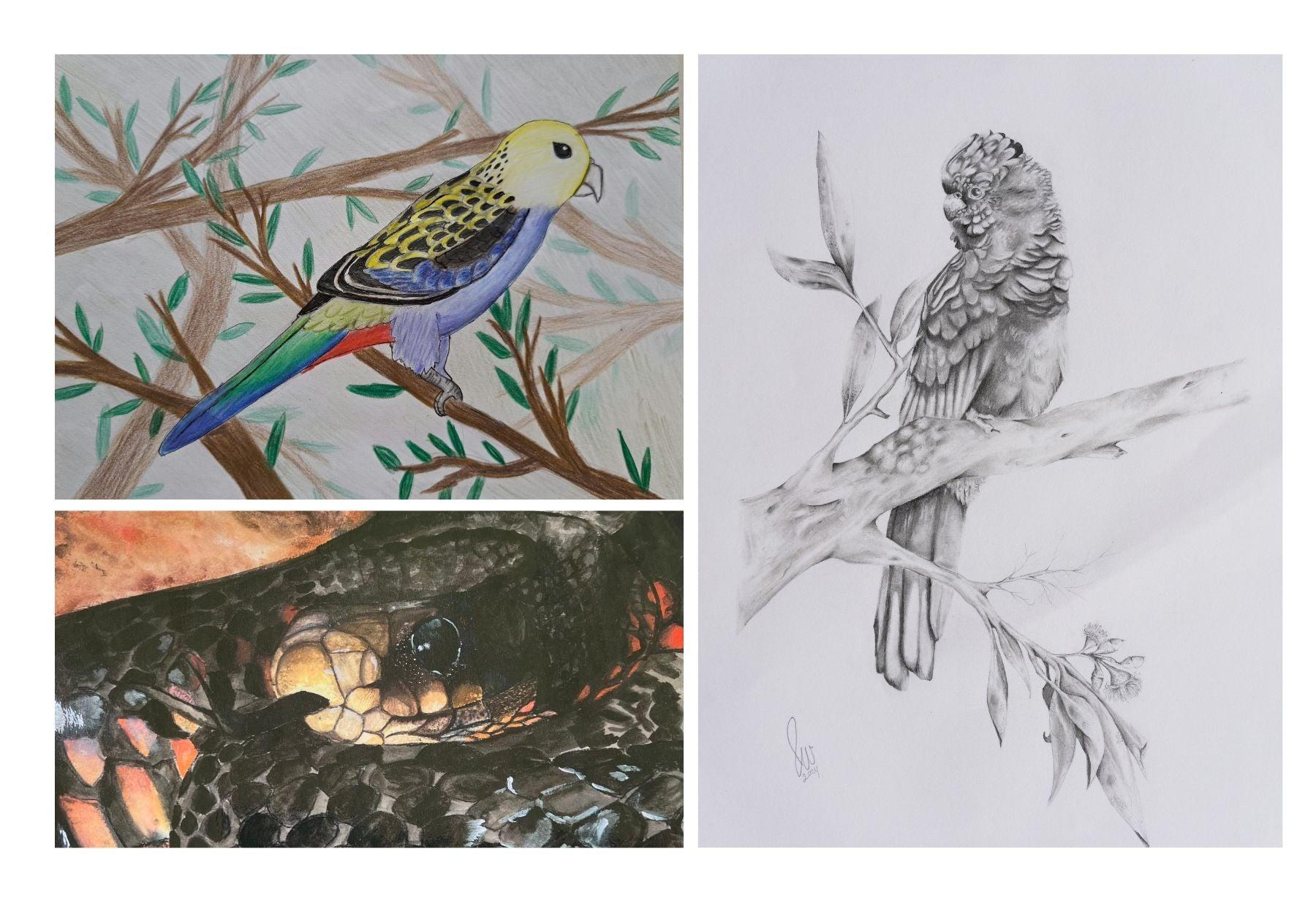 Children's art illustrations of native animals