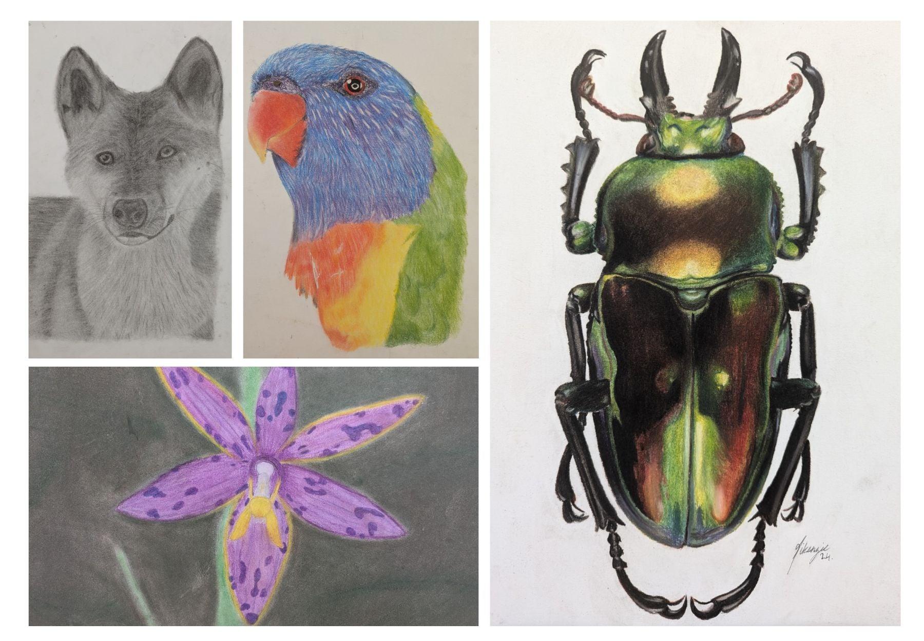 Children's art illustrations of native animals