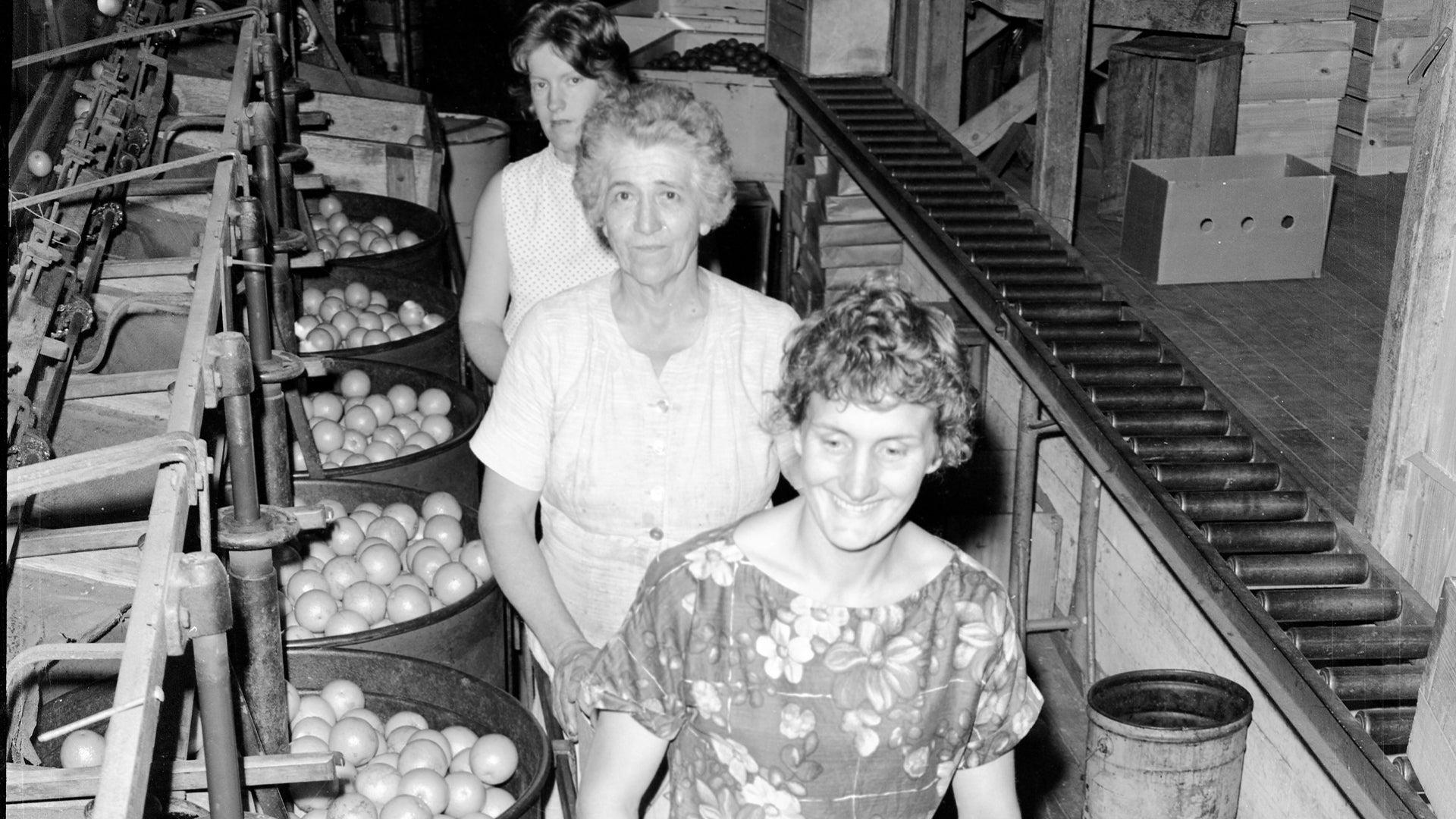ladies working in the Golden Citrus Orchards Shed, Palmwoods, 1972