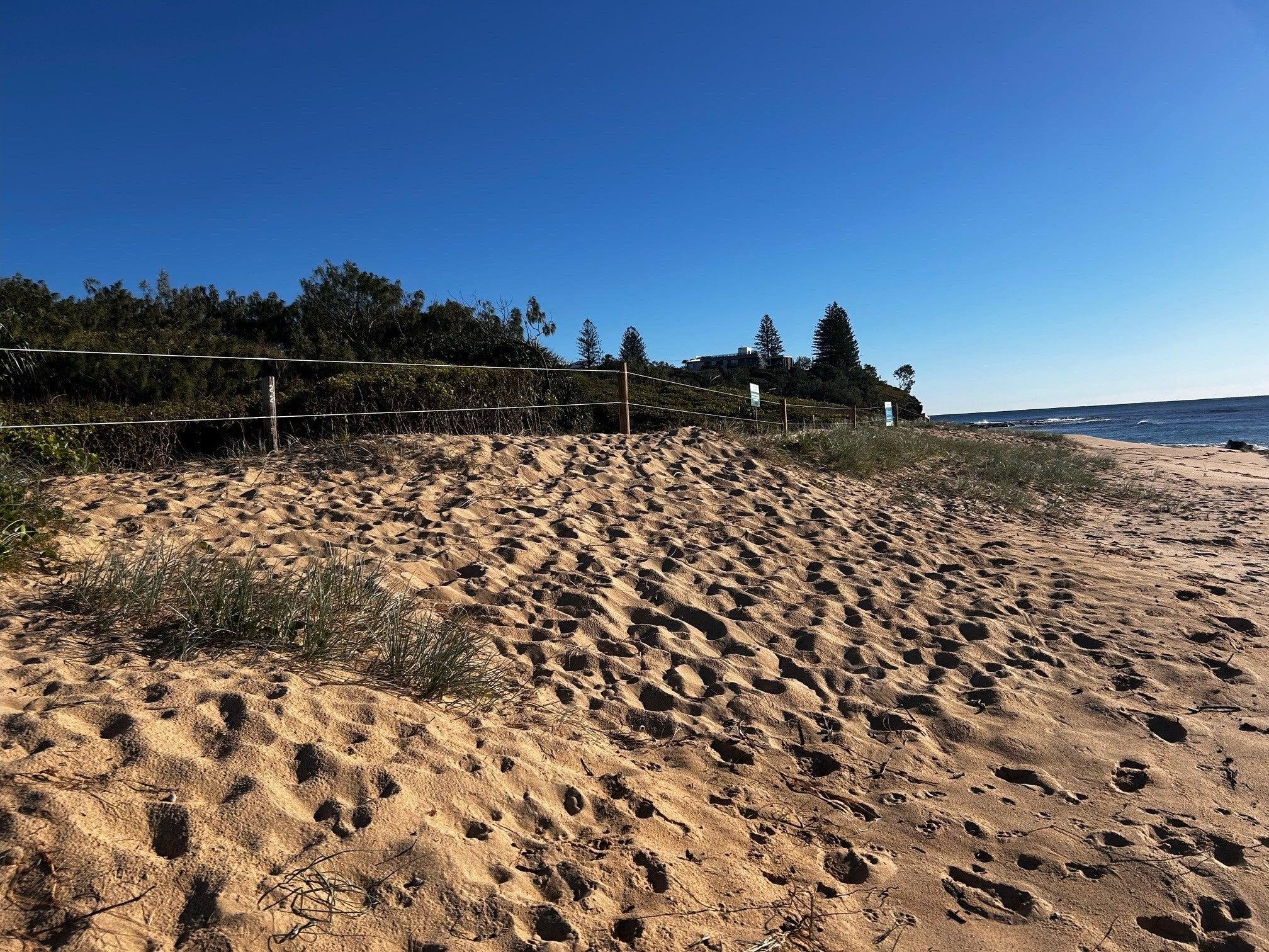The existing temporary beach fencing was extended at the front of the pilot study area to help protect the dunes.