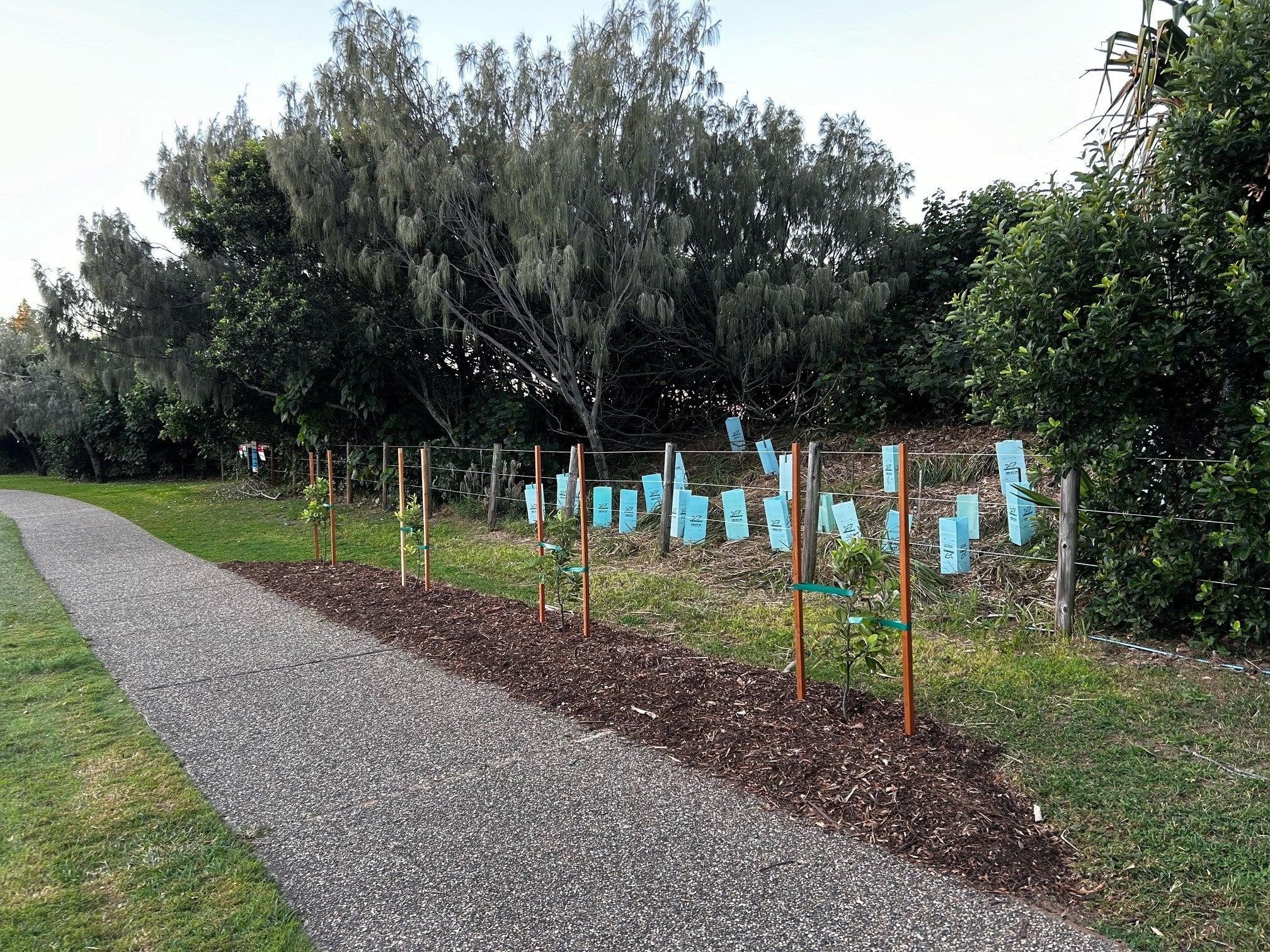 Planting individual trees along the coastal pathway that are aesthetically pleasing and contribute to the overall enjoyment of our community and helping to create a dark horizon.