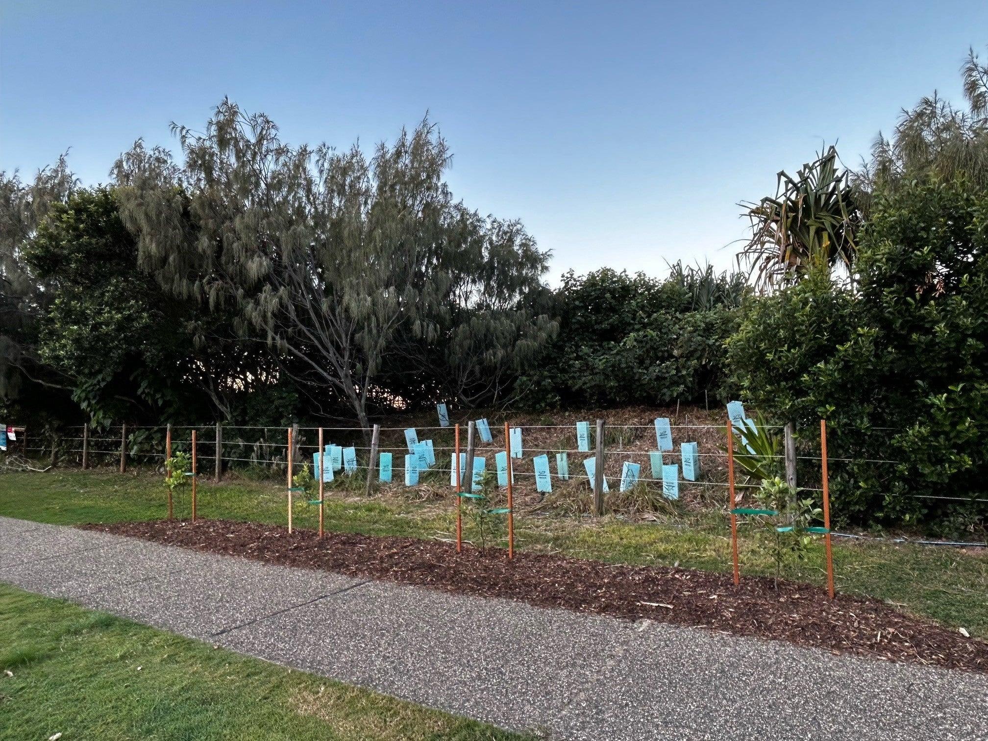 Planting individual trees along the coastal pathway that are aesthetically pleasing and contribute to the overall enjoyment of our community and helping to create a dark horizon.