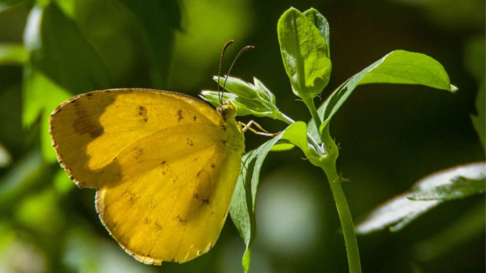 An image about Gardens for Butterflies