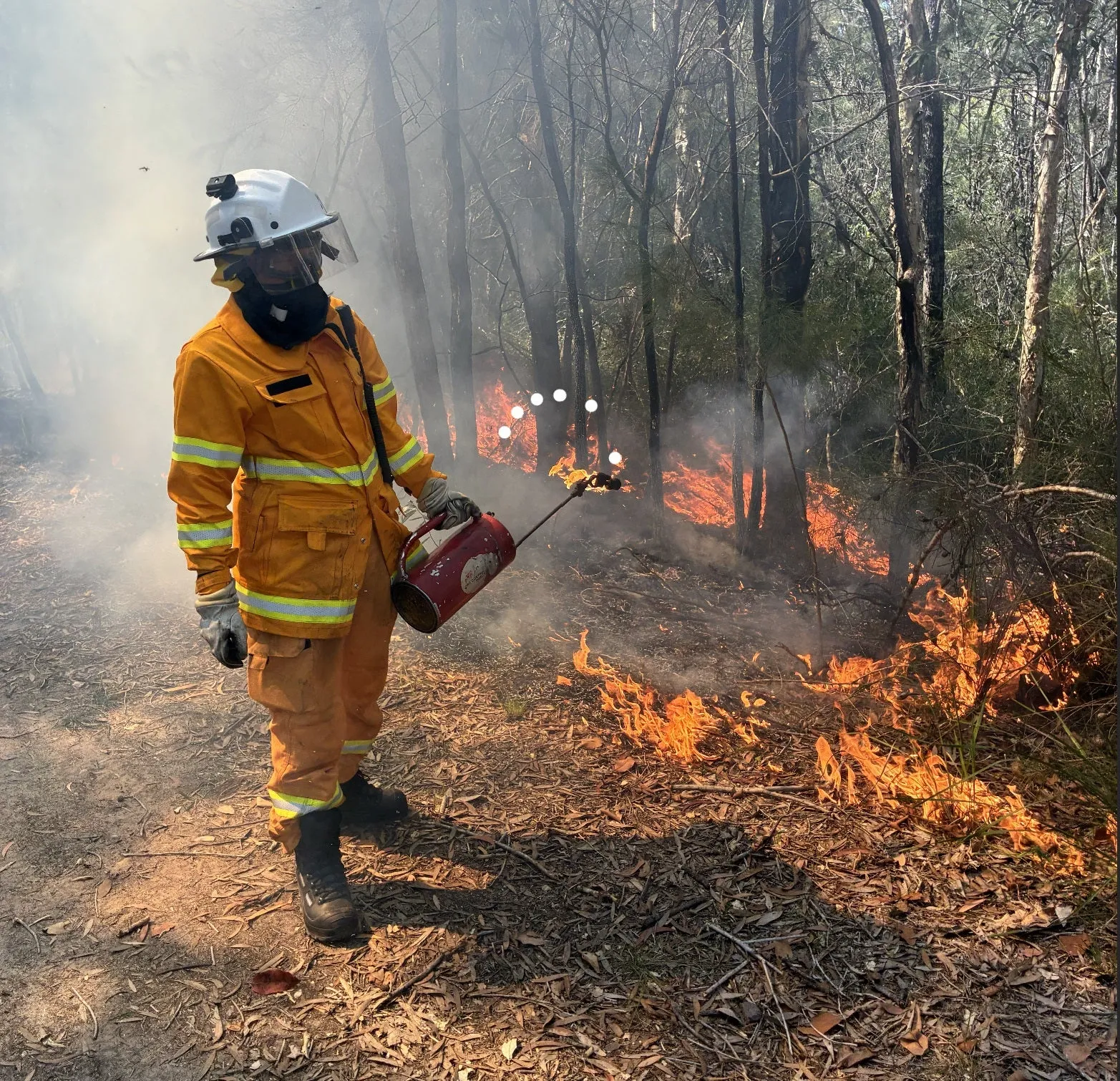 An image about Planned burns underway across coastal and hinterland reserves