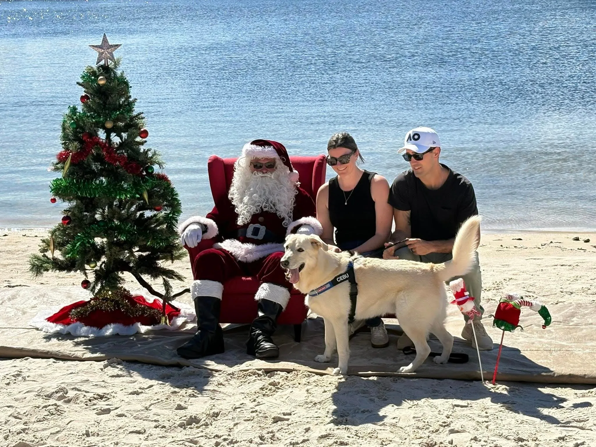 An image about 4 Paws Santa Paws in the Park