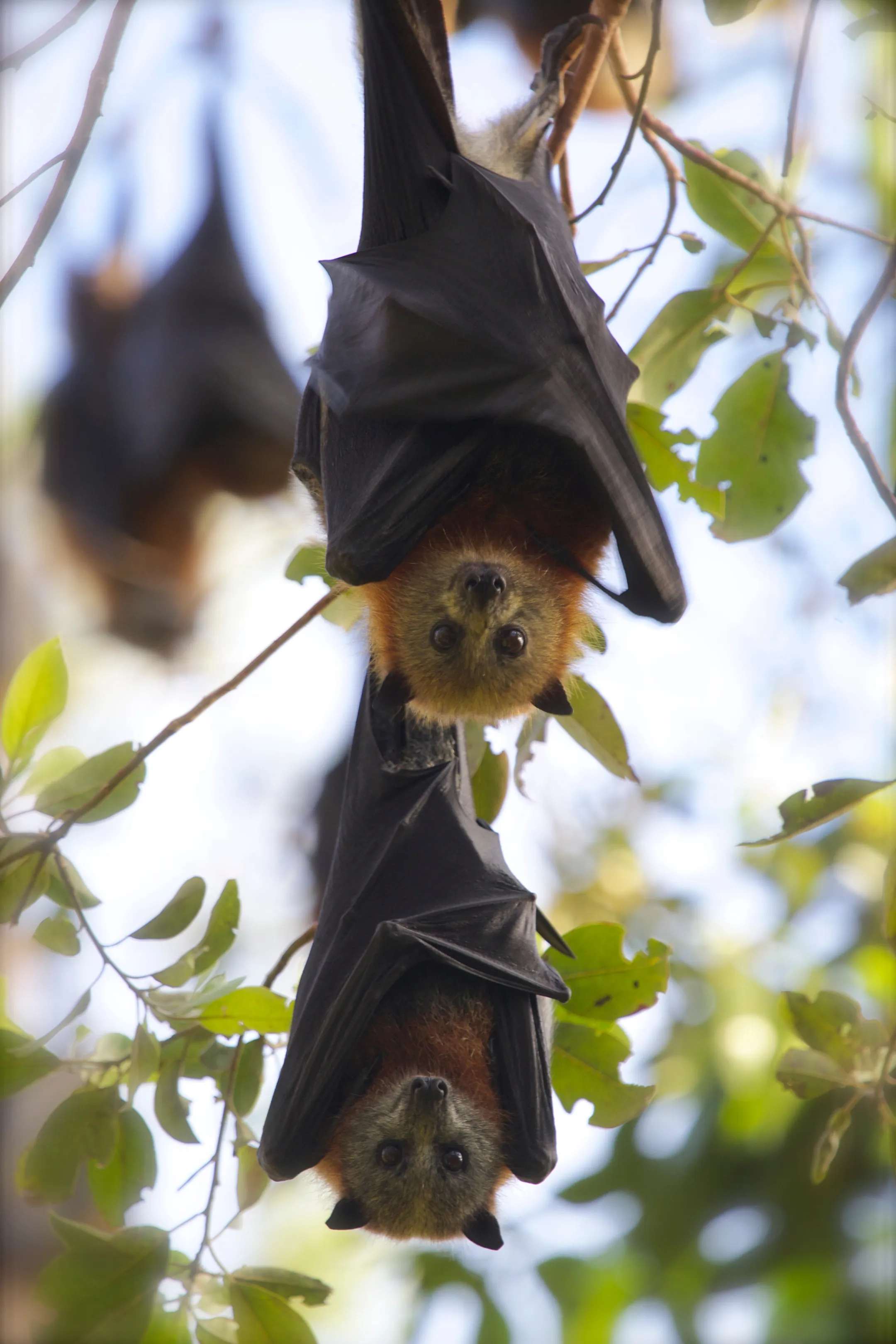 Flying foxes roosting