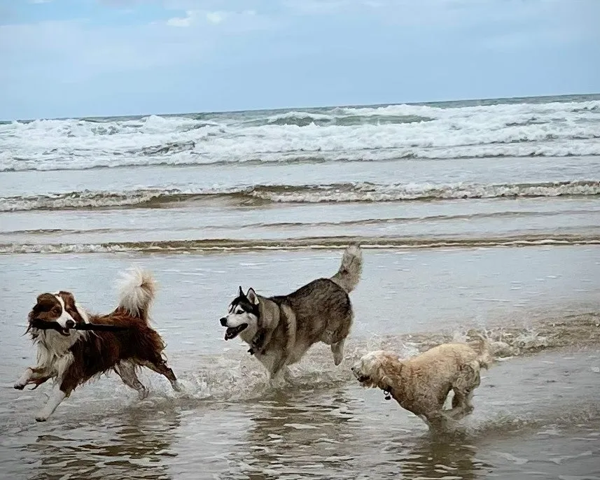 Dogs playing on beach running