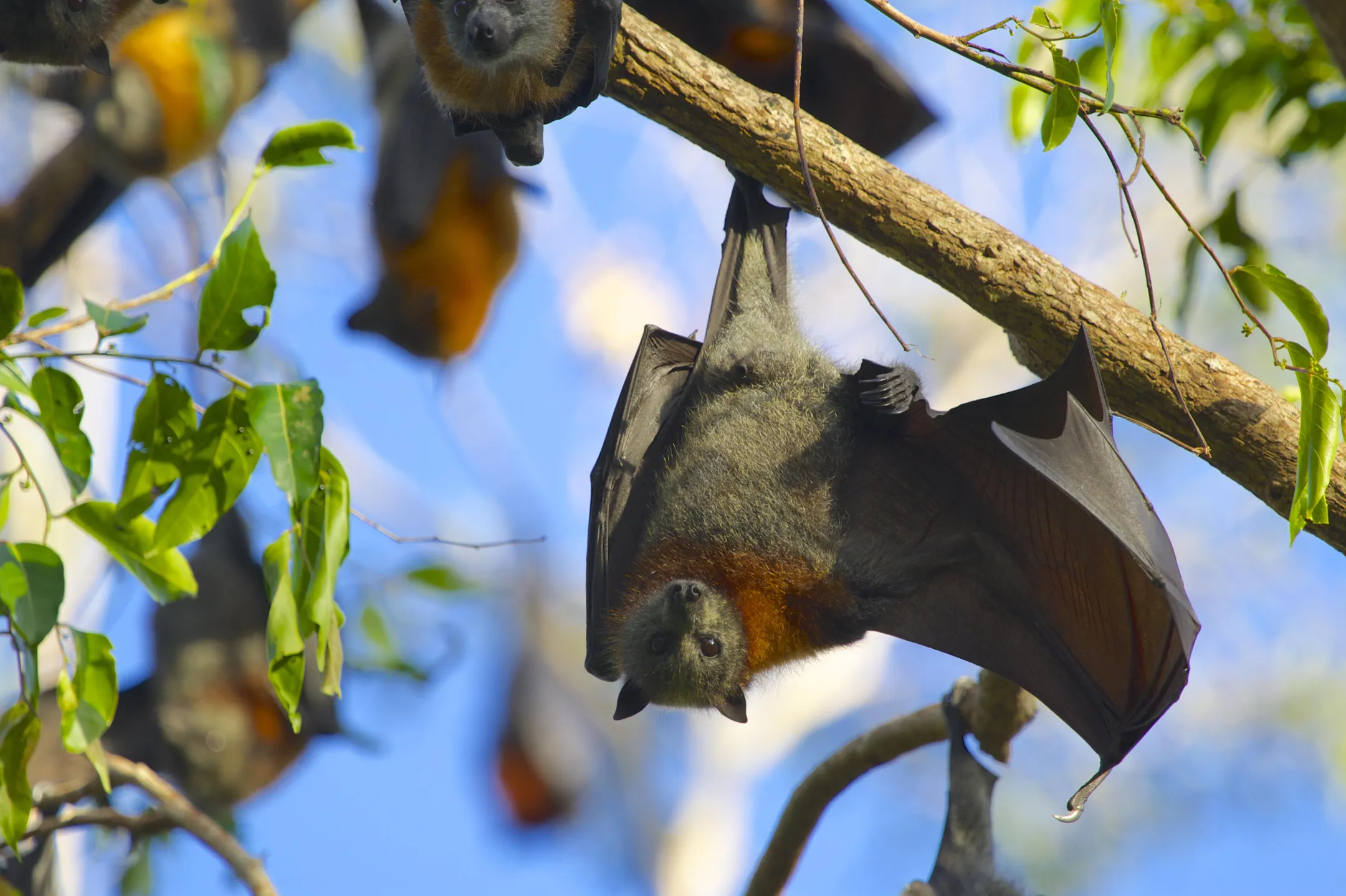 flying fox roost