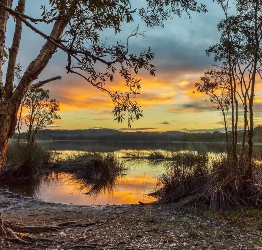 An image about Discover Sunshine Coast's natural beauty with guided bushwalks