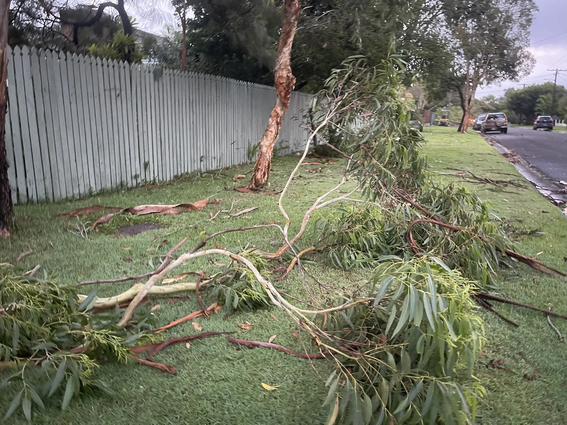 Fallen trees on grass after a storm