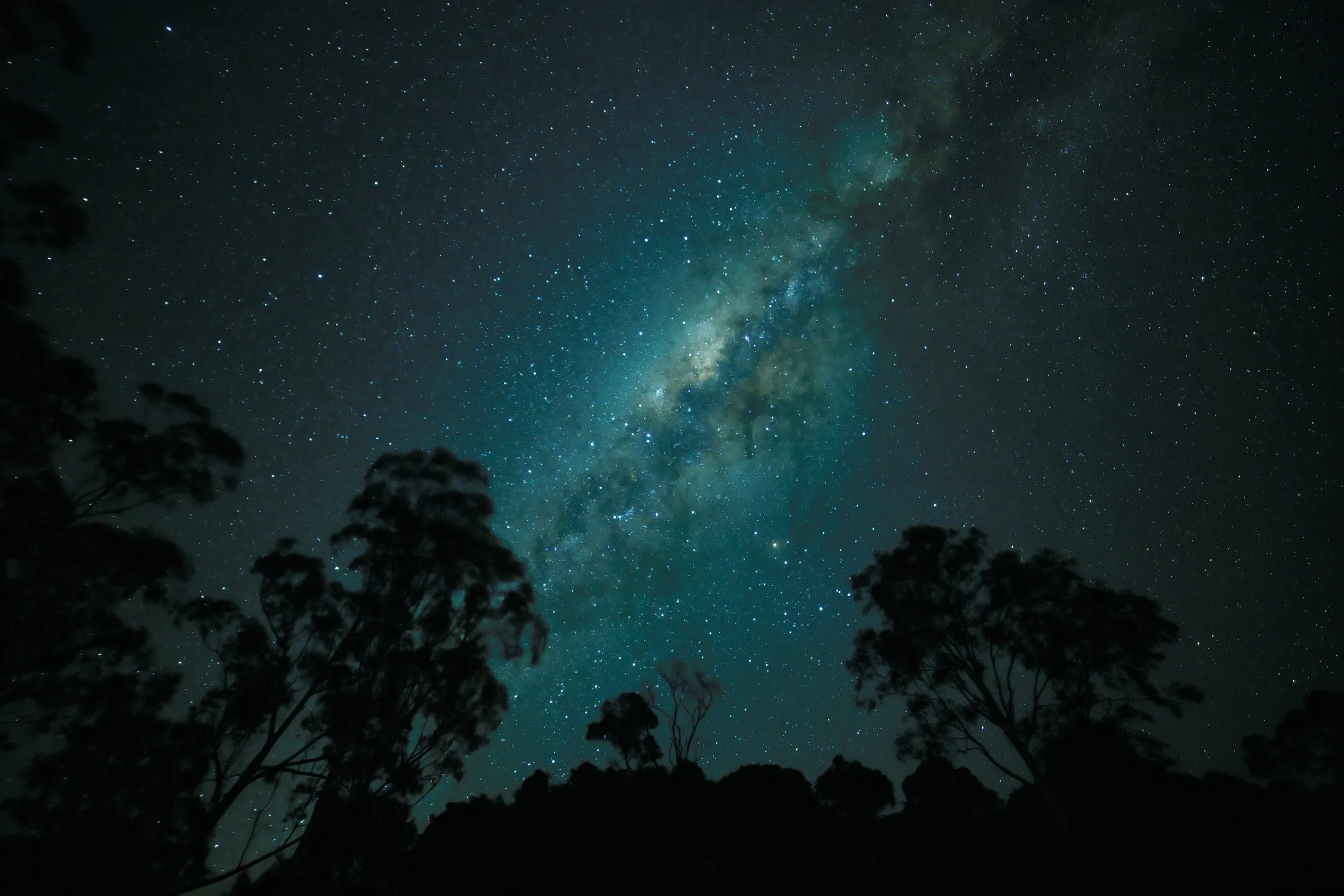 An image of the milky way, with silhouettes of trees in the foreground.