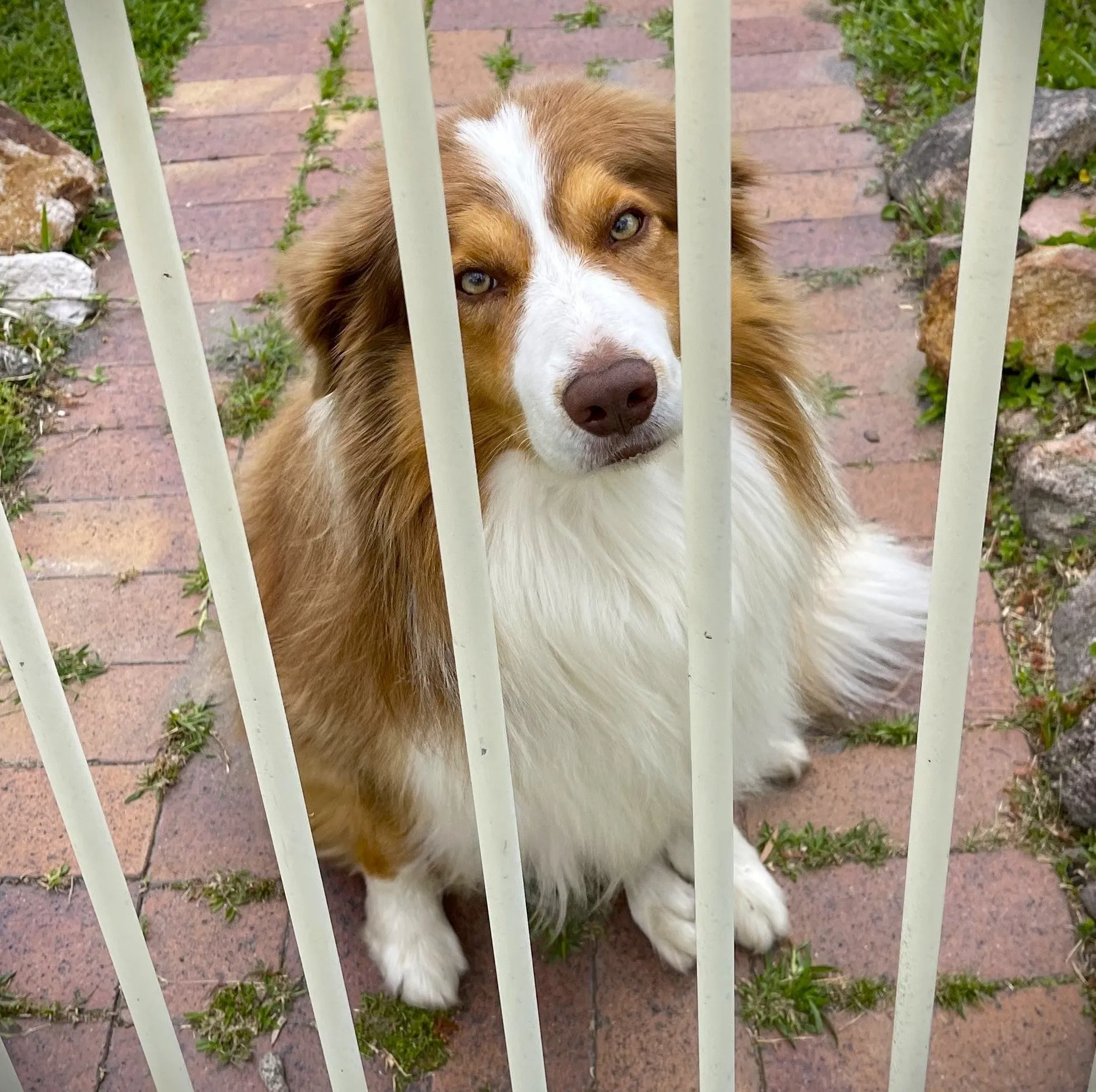 A disgruntled border collie dog looks through the bars of a fence.