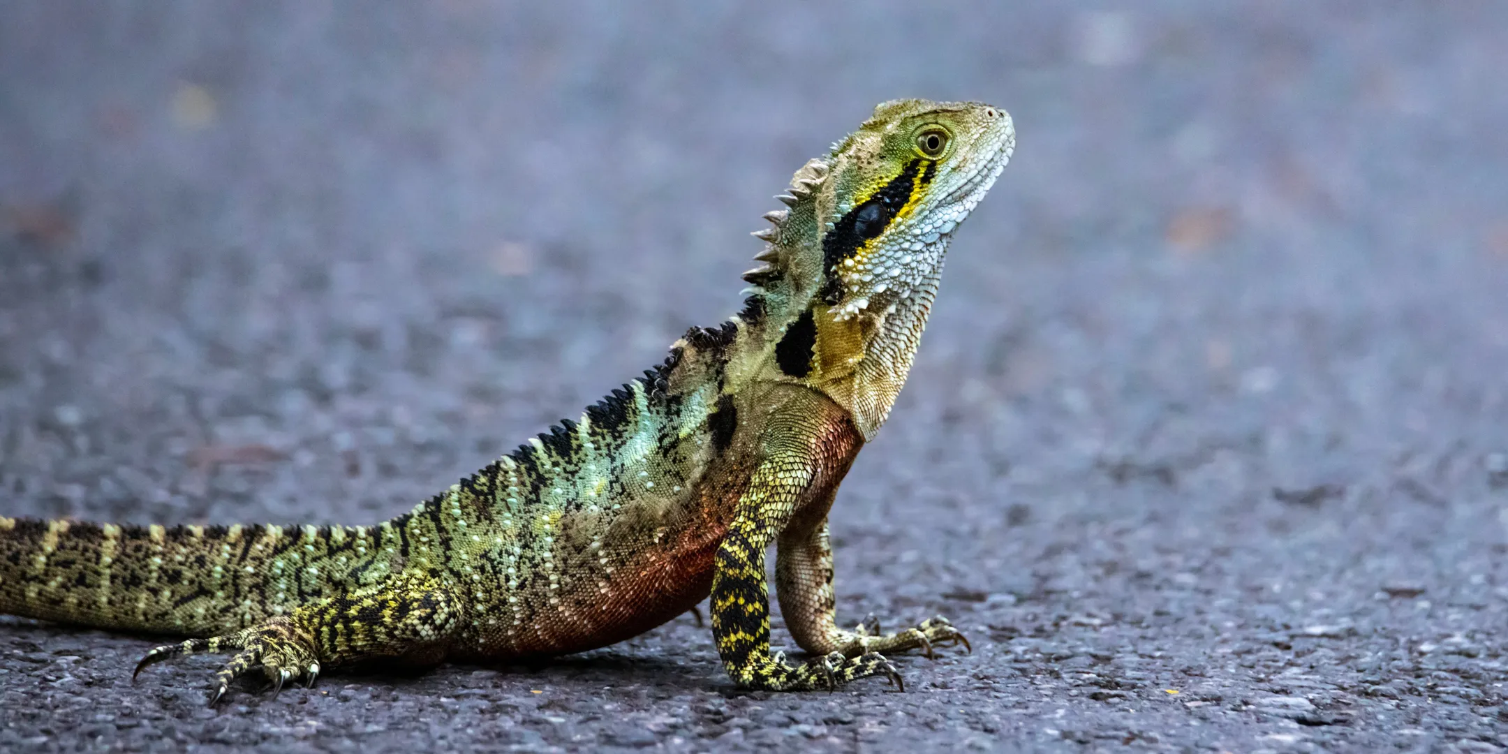 Water Dragon on the road