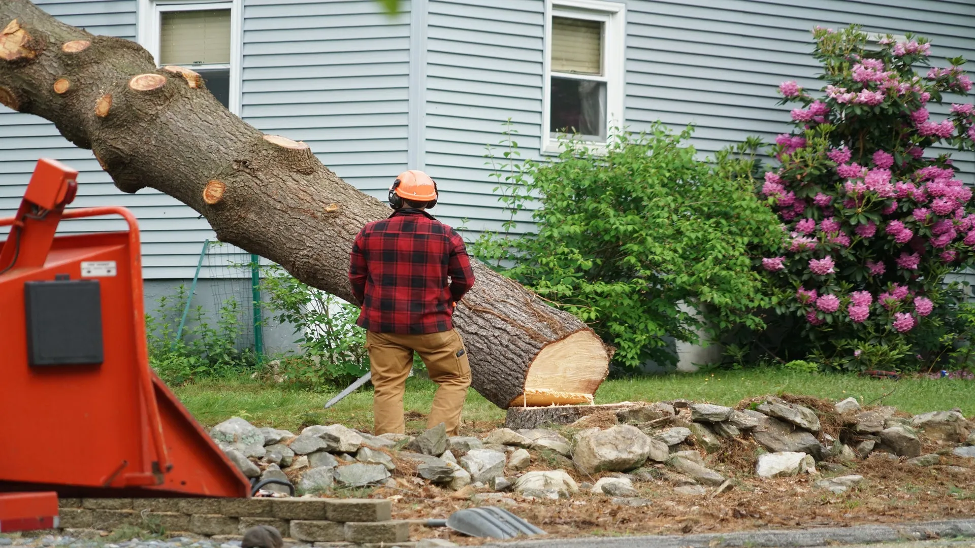 A man cuts down a large tree in front of a house on private property.