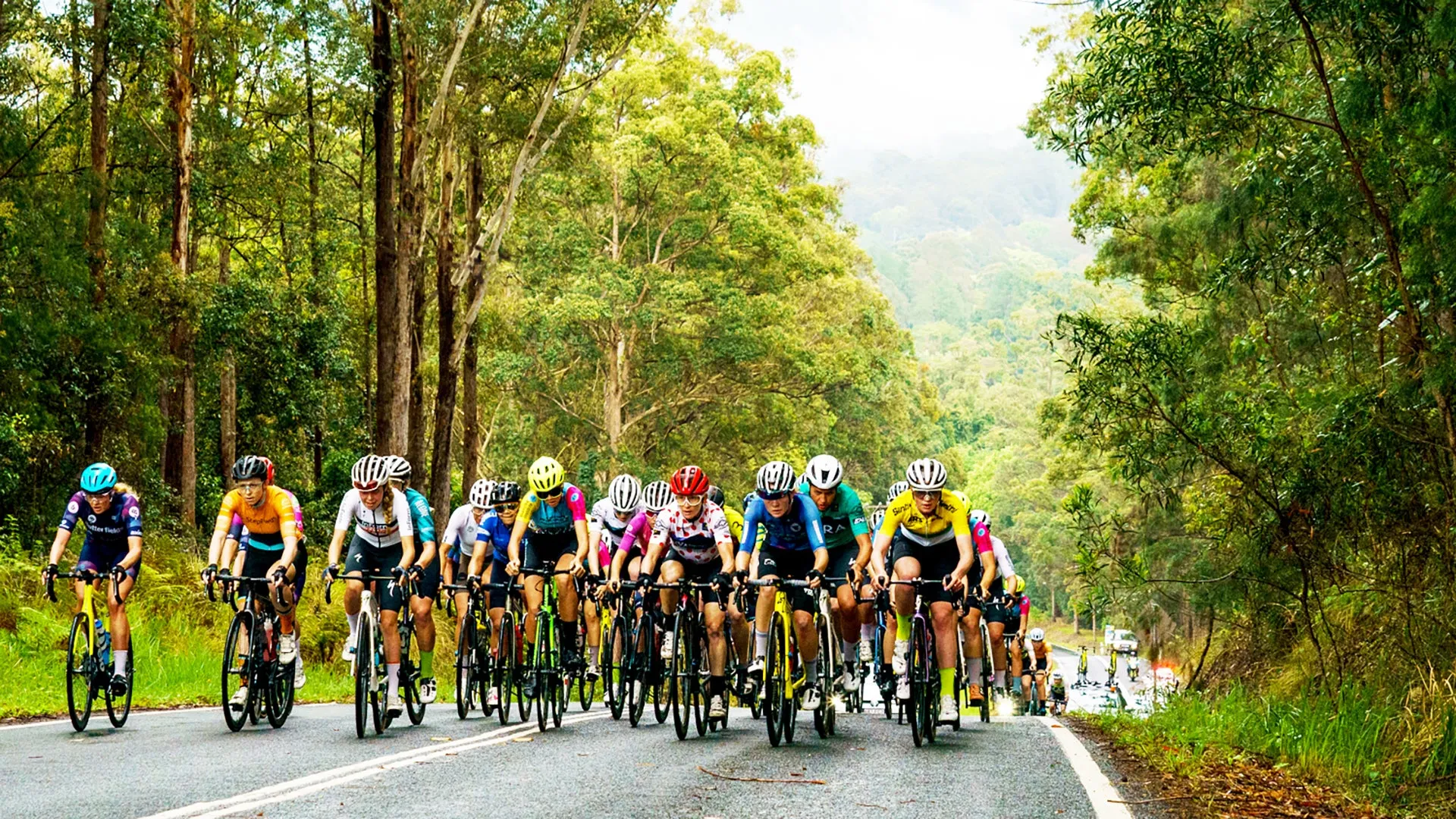 A group of riders on bikes cycle up a hill, bordered by bushland on either side of the road.