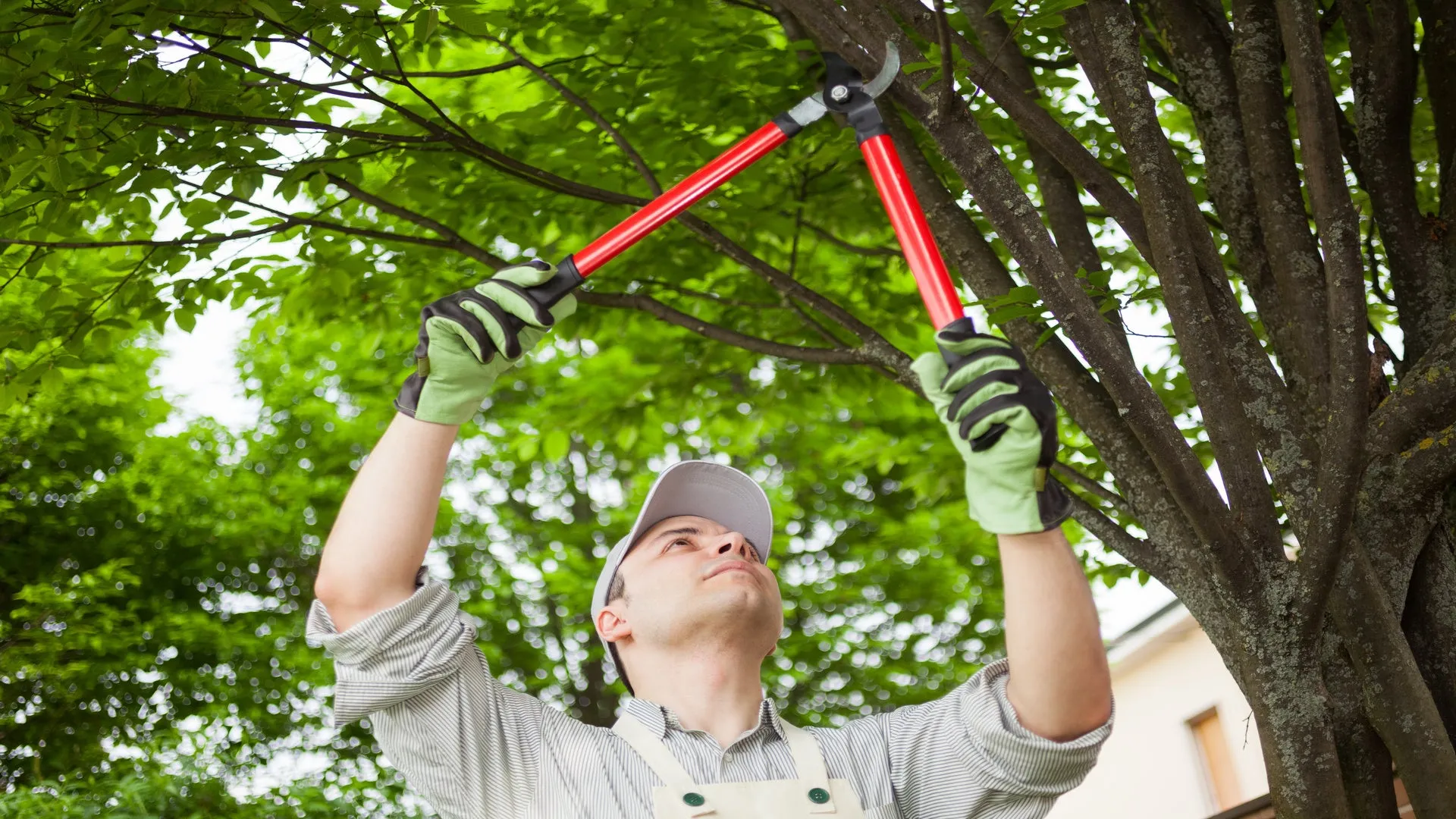 Man cutting branches from a tree.