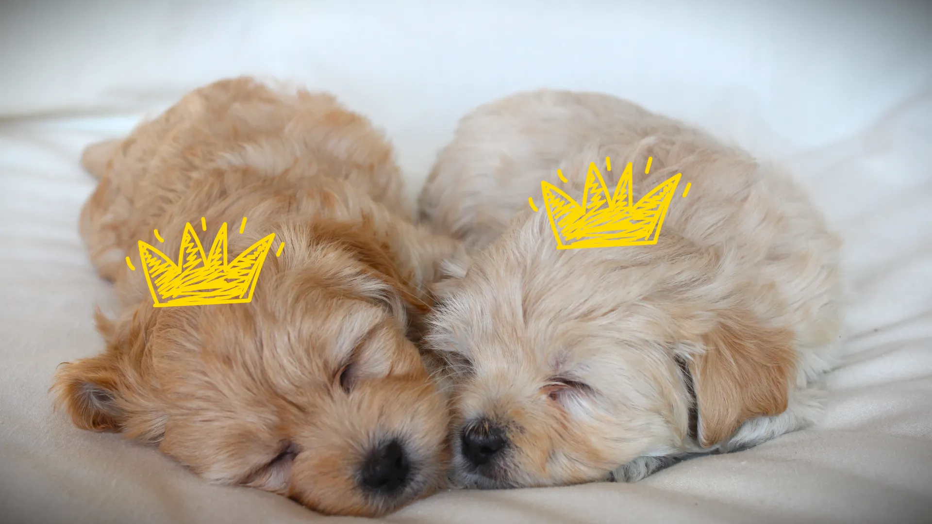 Two tiny labradoodle puppies are sleeping, snuggled together. They both wear yellow, illustrated crowns on their heads.