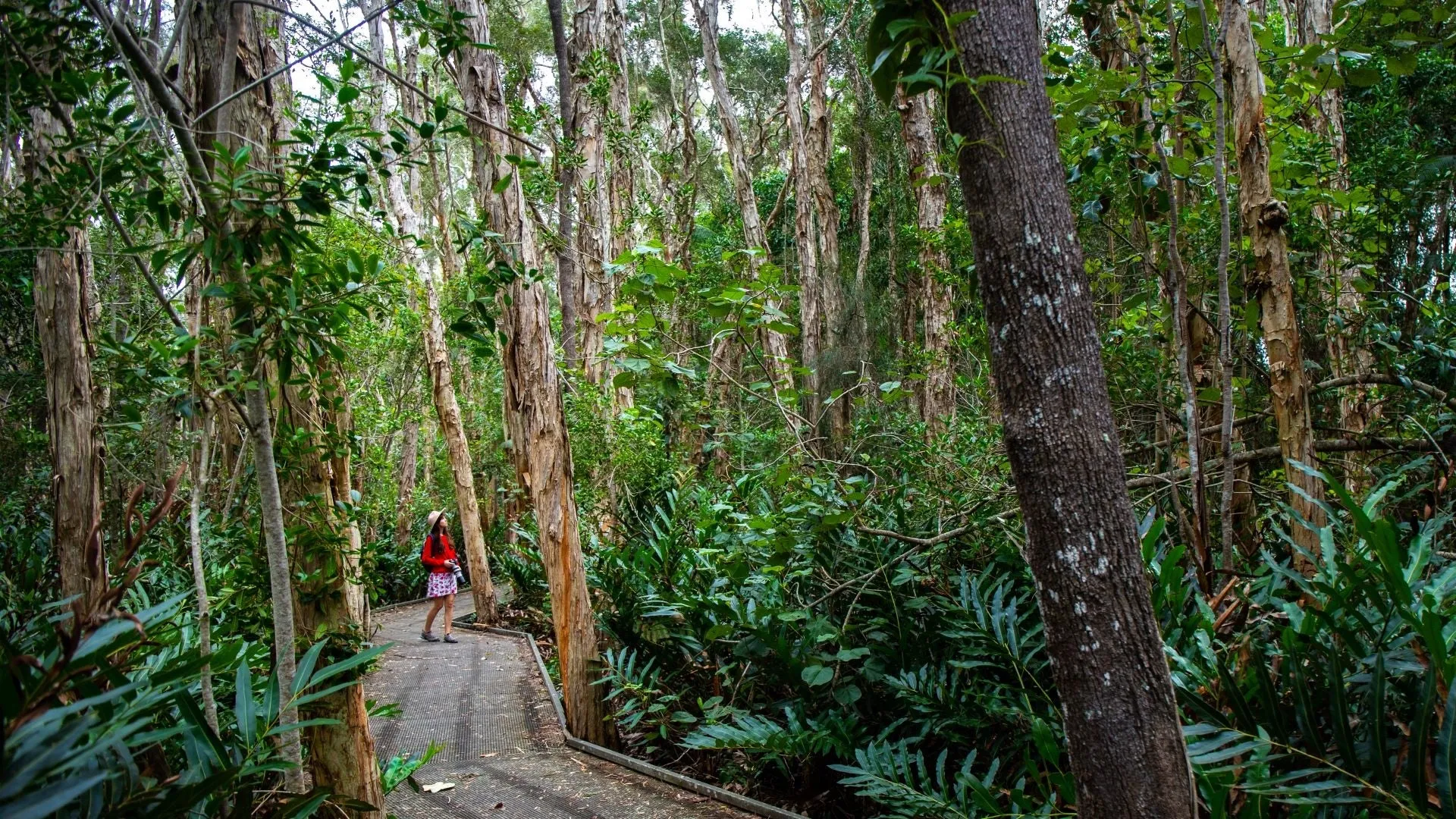 A woman explores boardwalk trails at the Maroochy Wetlands Sanctuary.