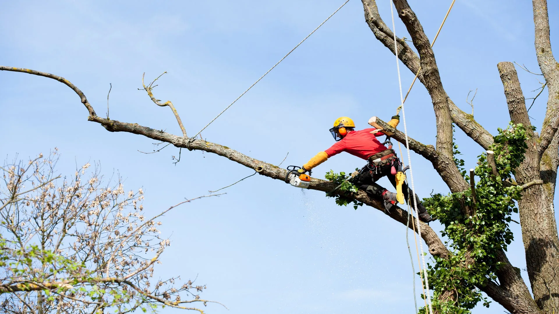 Arborist in a tree with harness on cutting branch's.