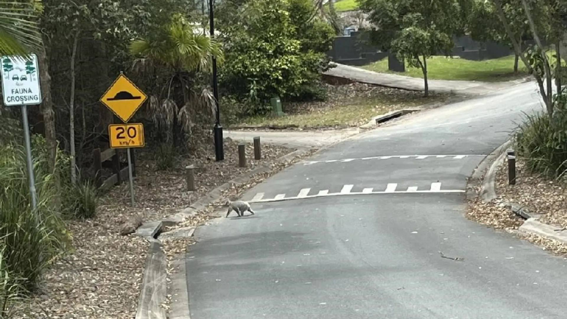 Koala crossing the road near a fauna crossing at Palmview Forest