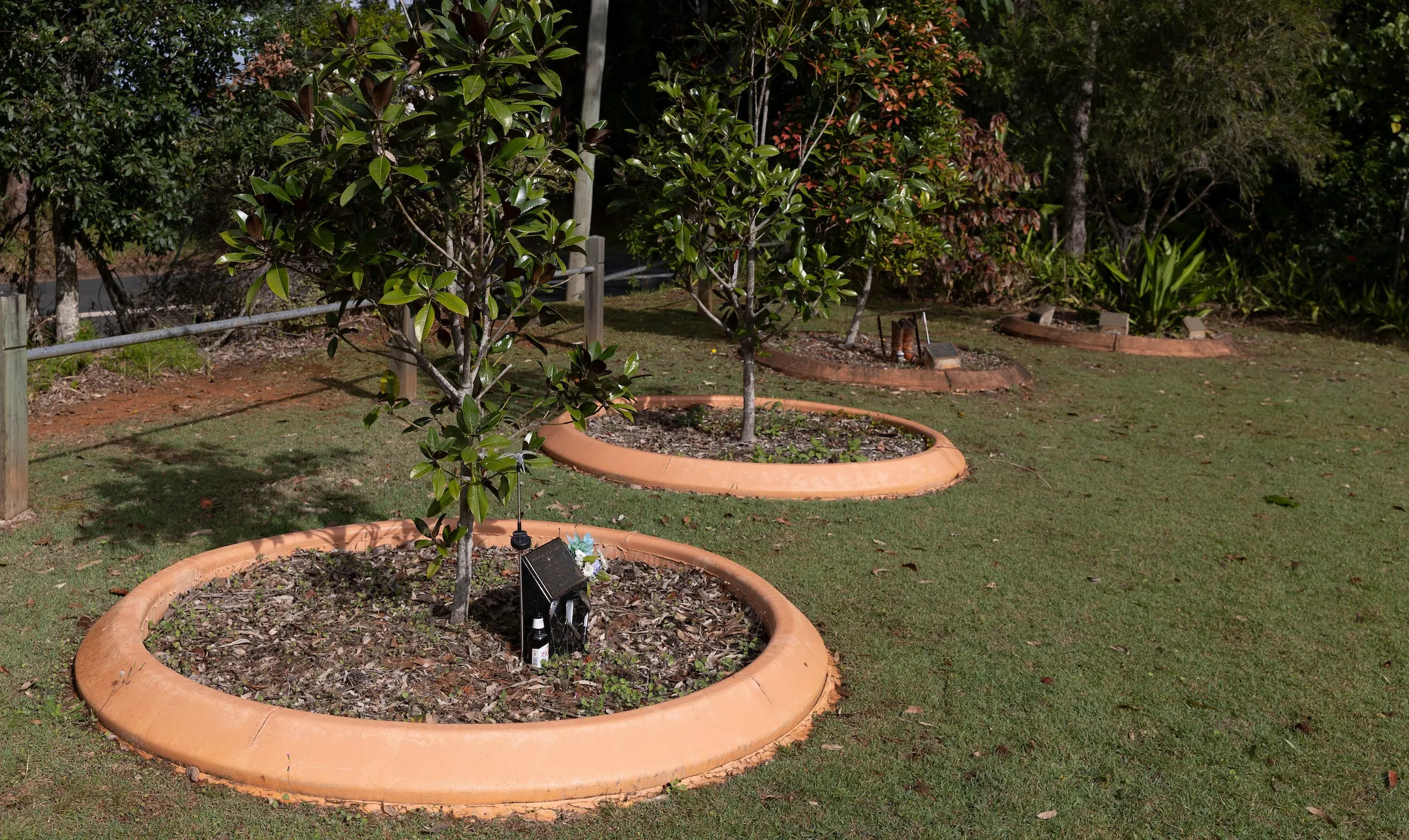 Young trees with circular concrete garden edging