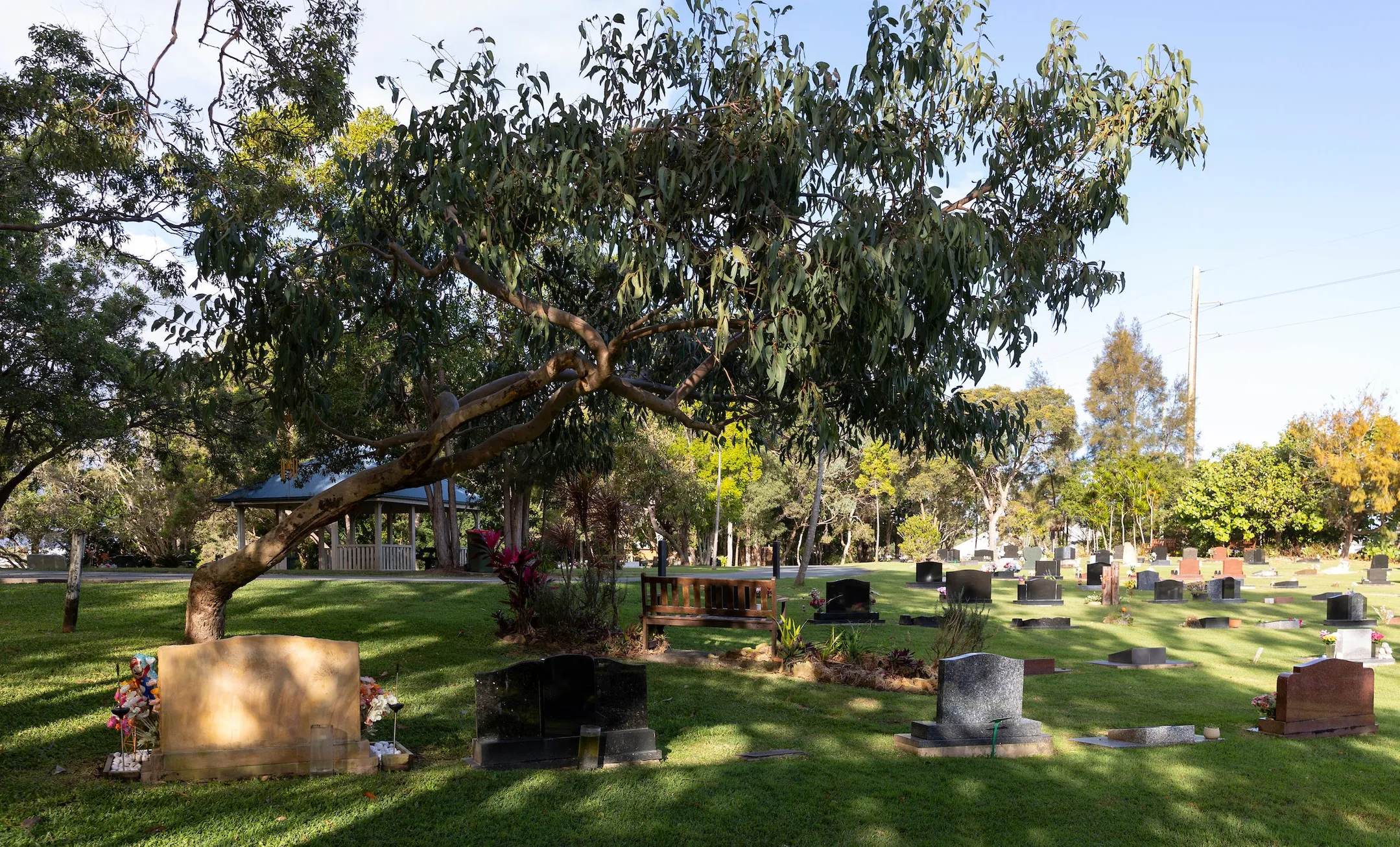 Mature tree shading the burial section of the Caloundra Cemetery