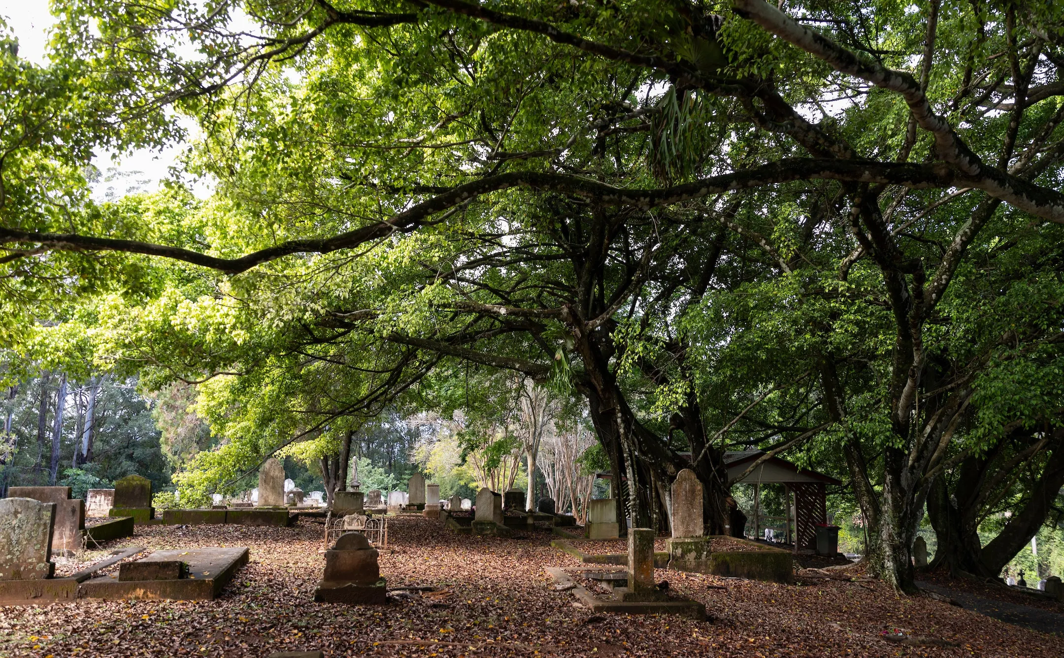 Monumental section of Woombye Cemetery shaded by mature trees, fallen leaves carpet the ground around the old headstones.
