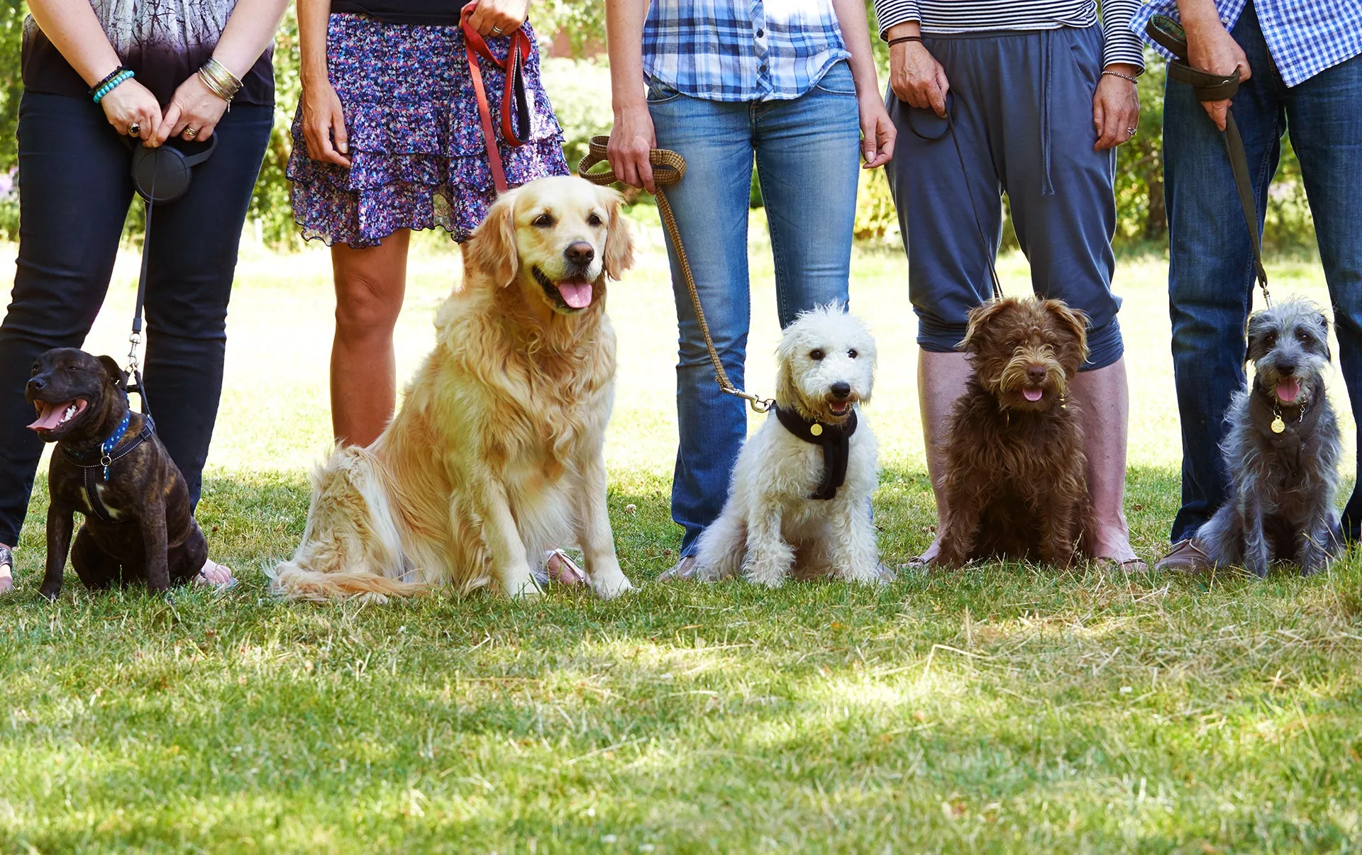 Dog%20off%20leash_owners.jpg