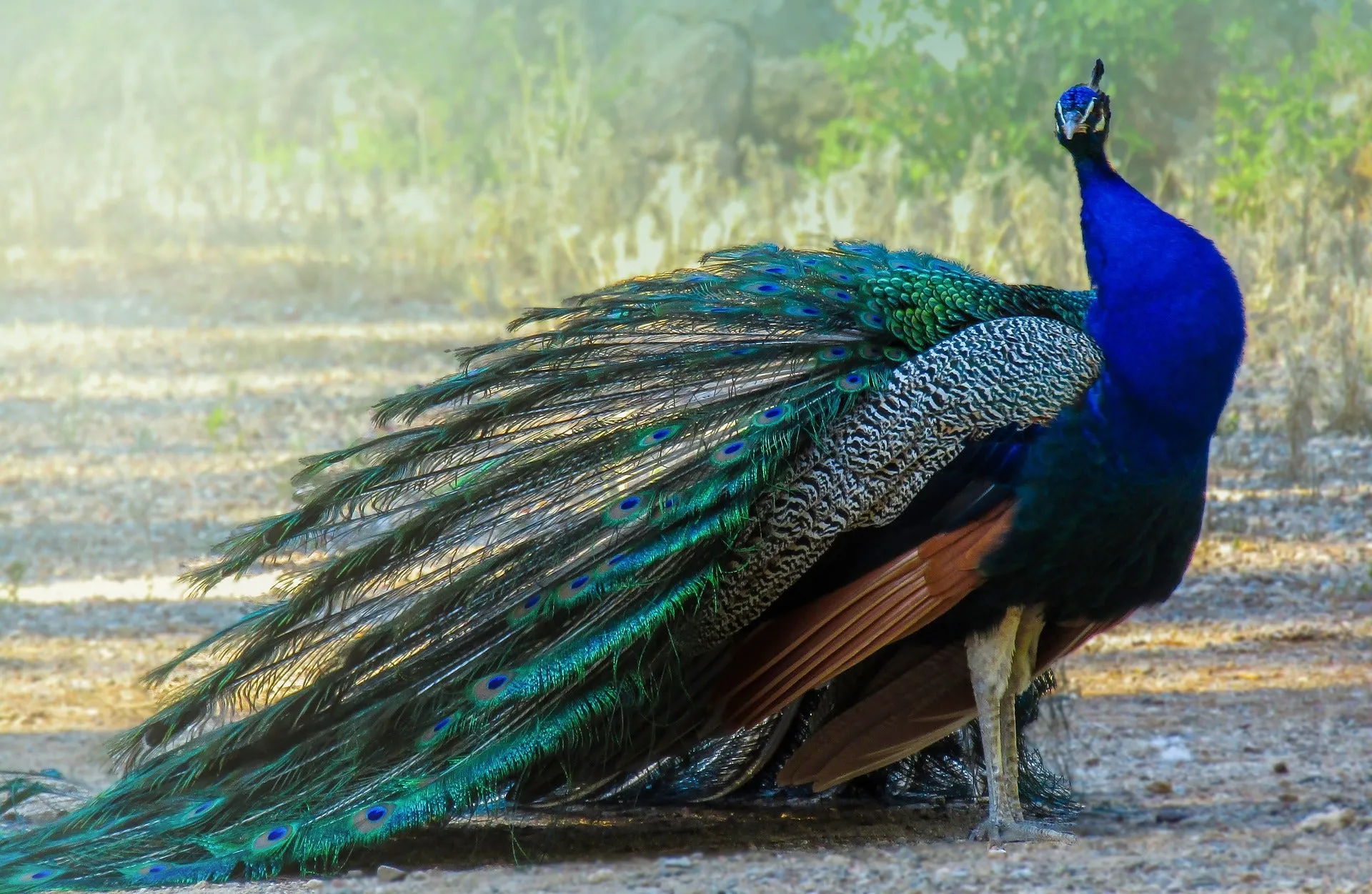 Peacock.jpg