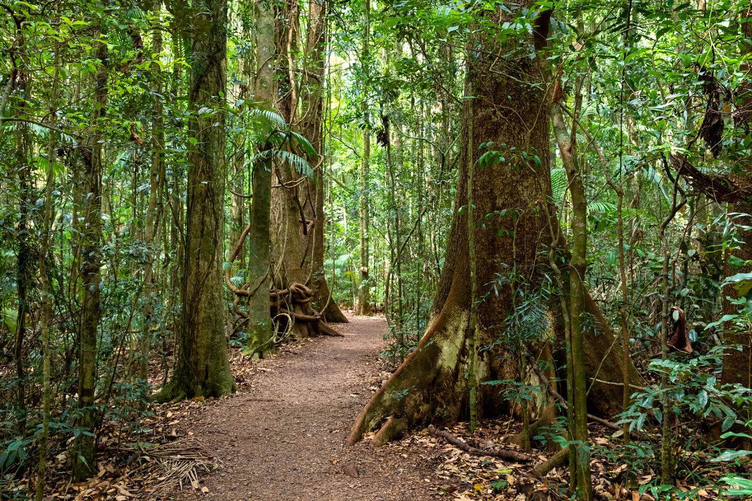 A long view of the lush rainforest trail at Mary Cairncross Scenic Reserved. The scene is bathed in soft, natural light, highlighting the dense foliage, buttress roots and vibrant greenery.