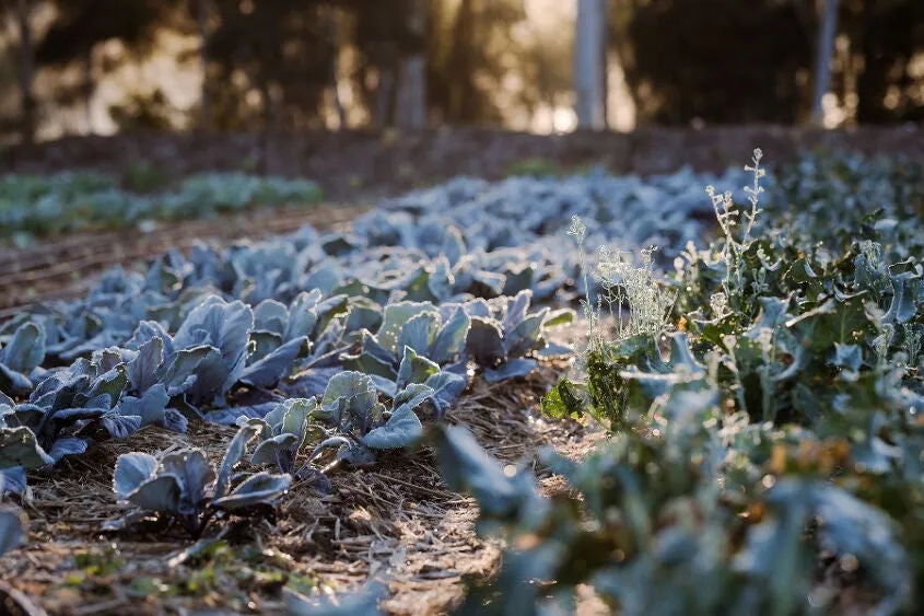 Ground plants with a hint of sunlight touching the leaves