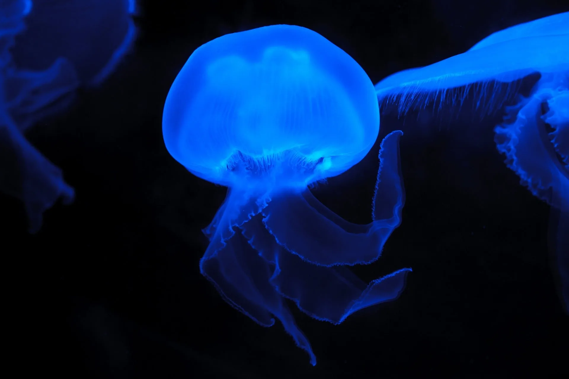 Summer%20jellyfish.jpg