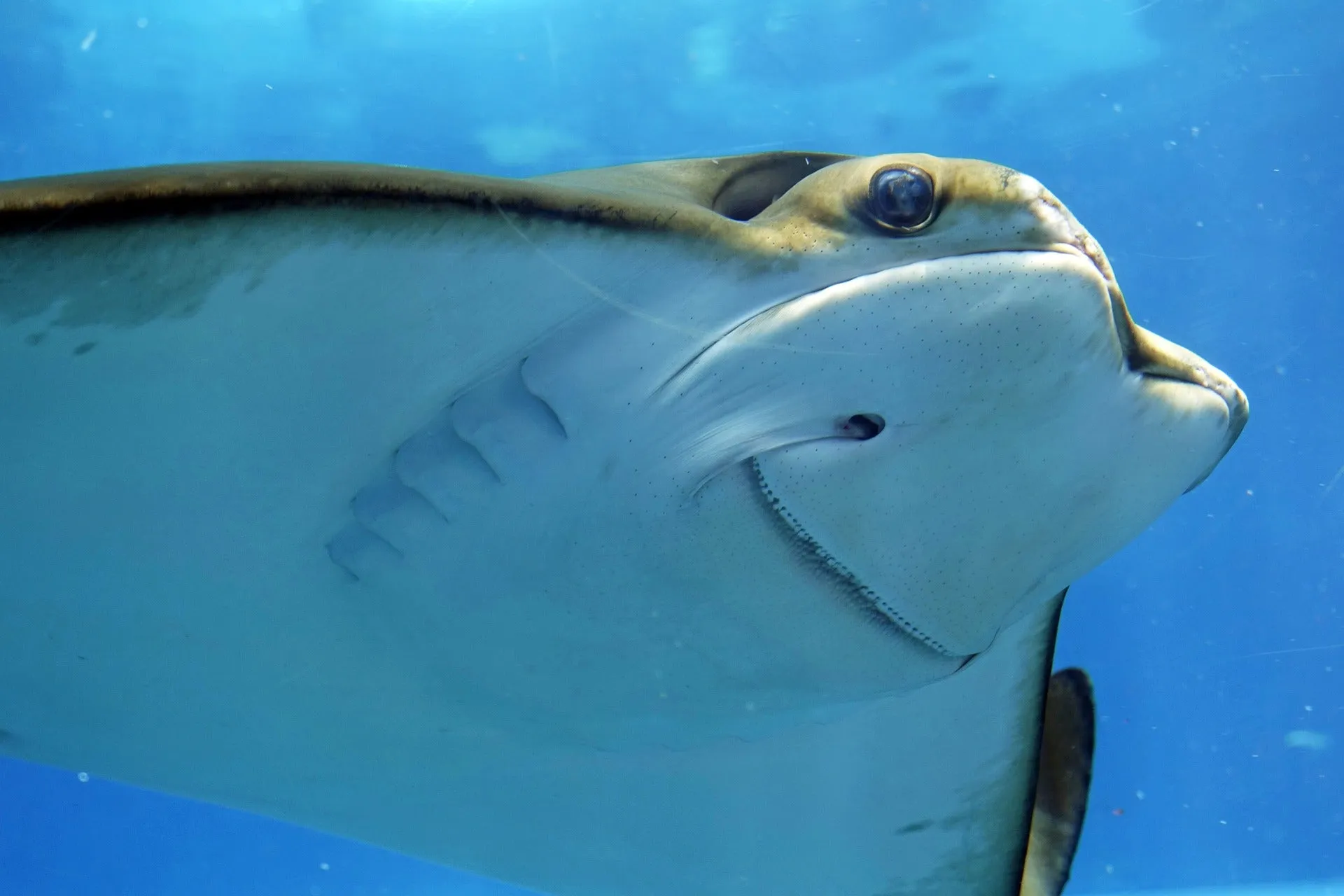 Stingray.jpg