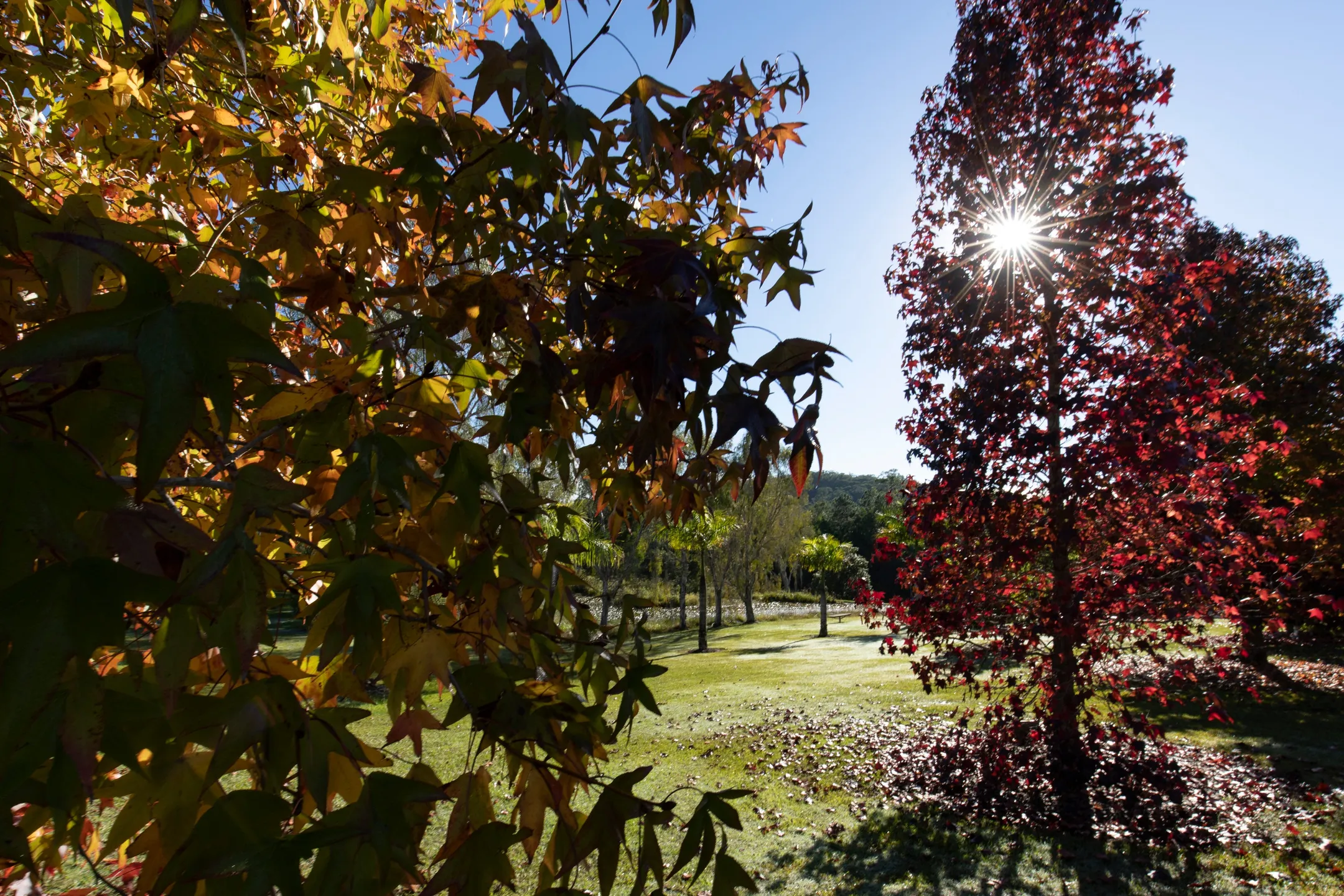 Mature trees in foreground. The tree on the left hand side of image has yellowing leaves, with the tree on the right having vibrant red leaves.
