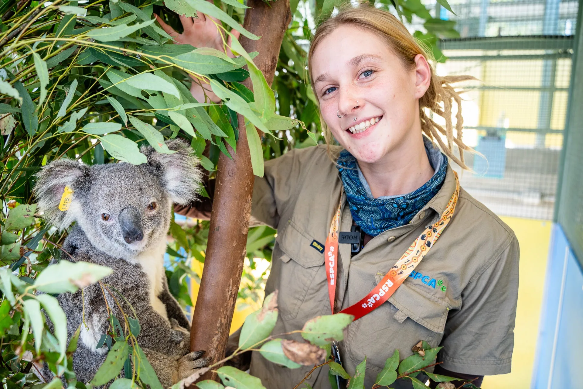 Rescued koala and RSPCA worker