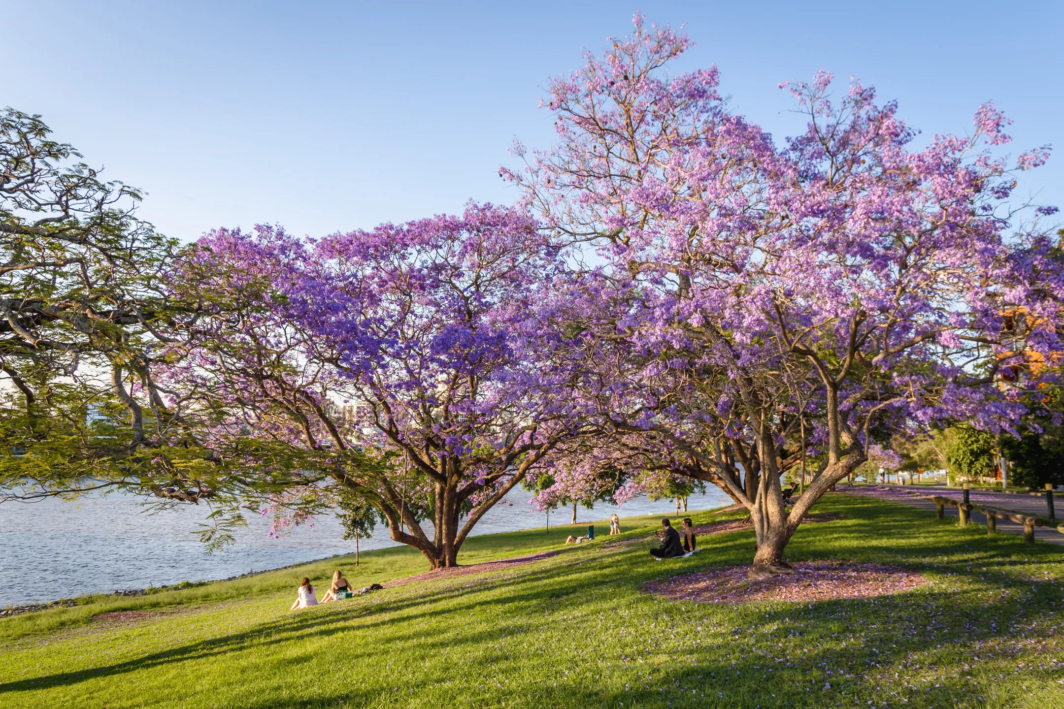 Jacaranda trees next to a river