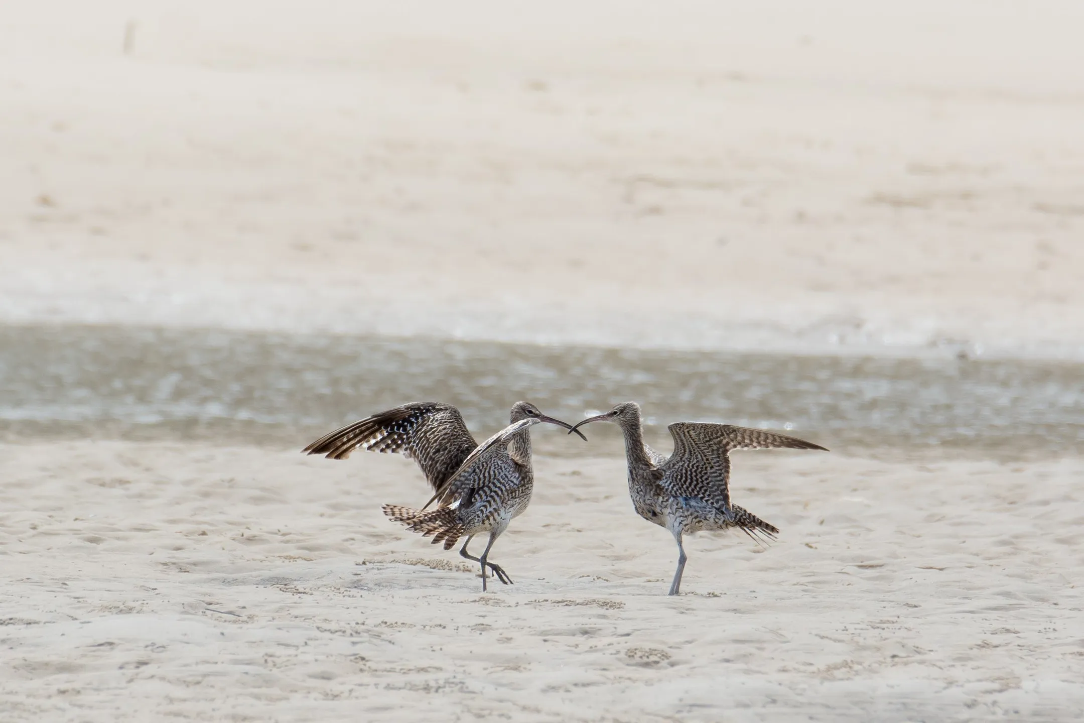 Two Shorebirds on a beach. Whimbrels fighting. ©Simone Bosshard