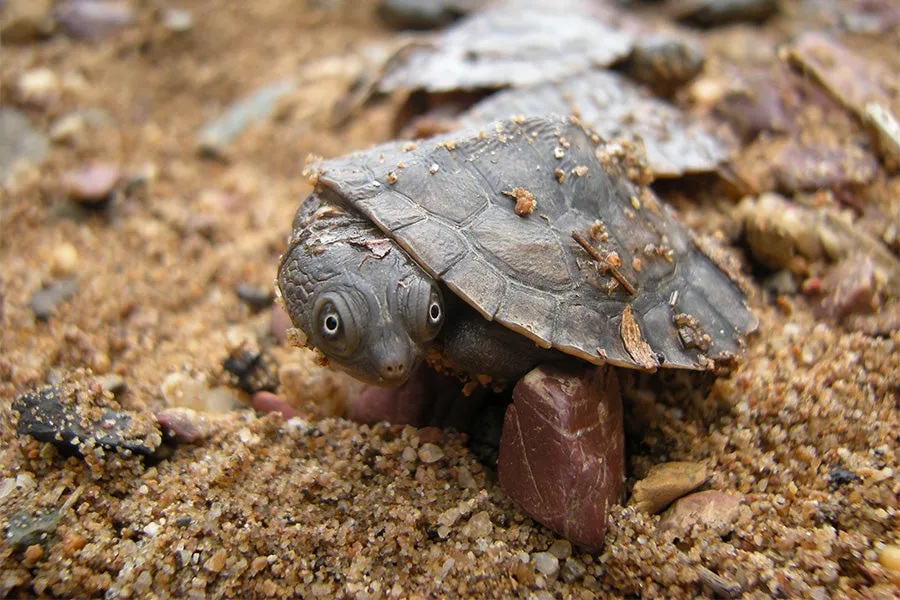 Mary River turtle, image credit Tiaro Landcare
