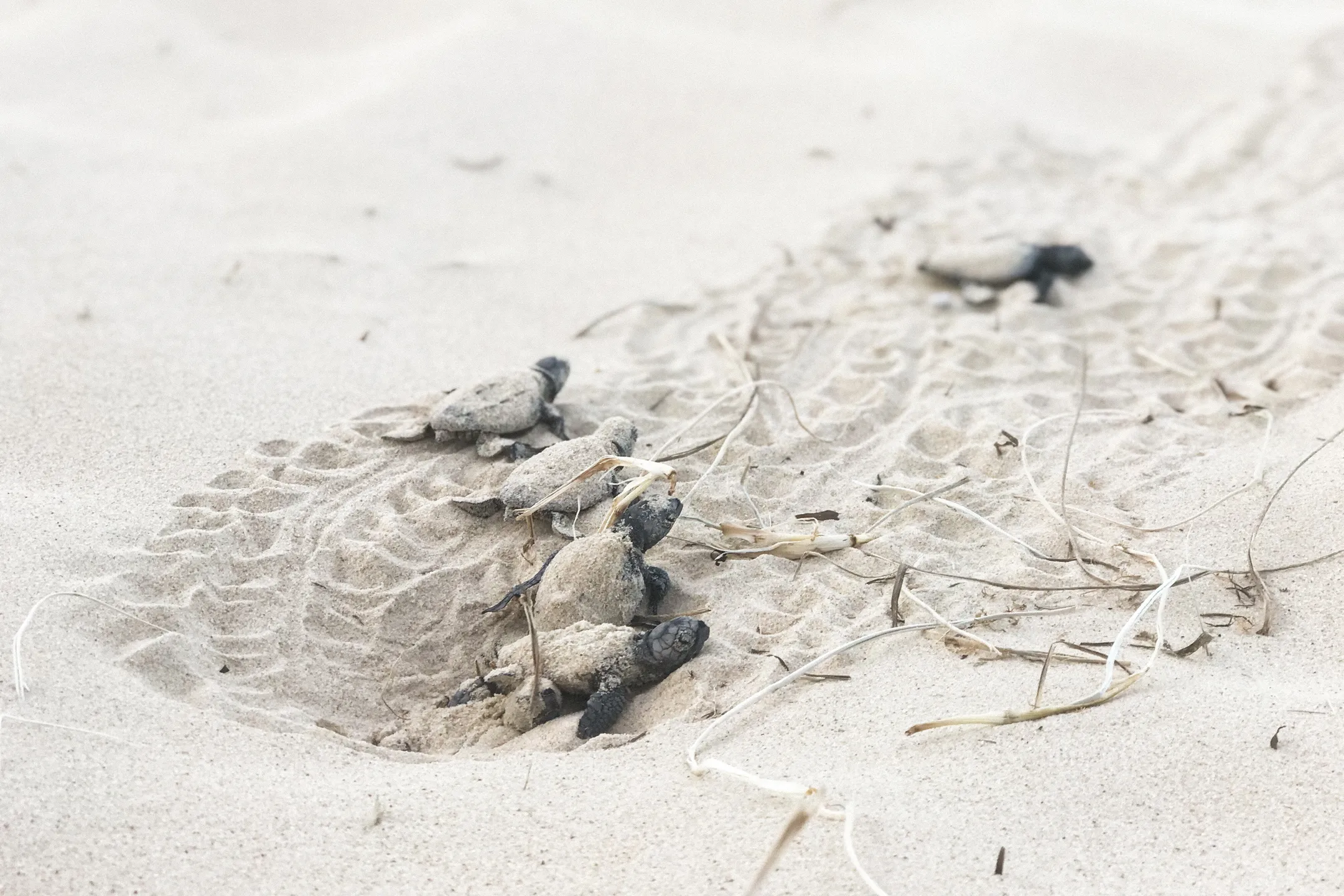 Turtle hatchlings emerging from the sand at Bokarina beach.